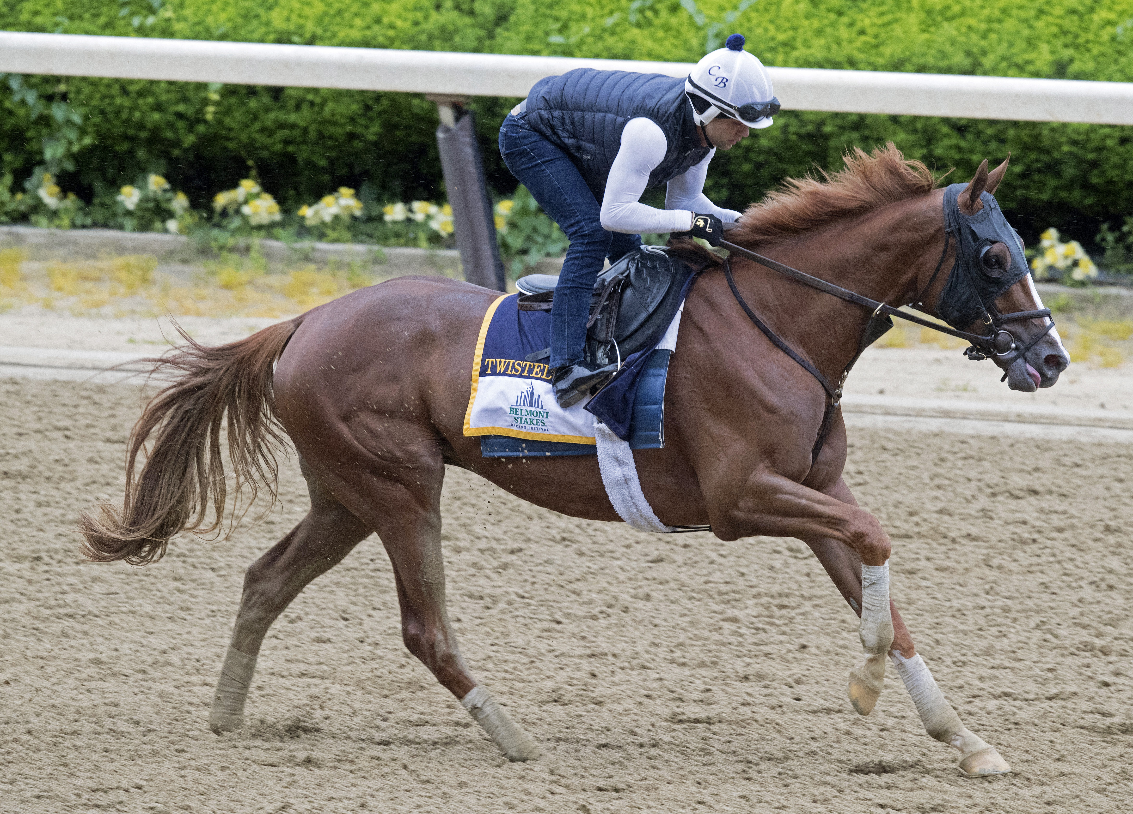 Twisted Tom trains at Belmont on June 6