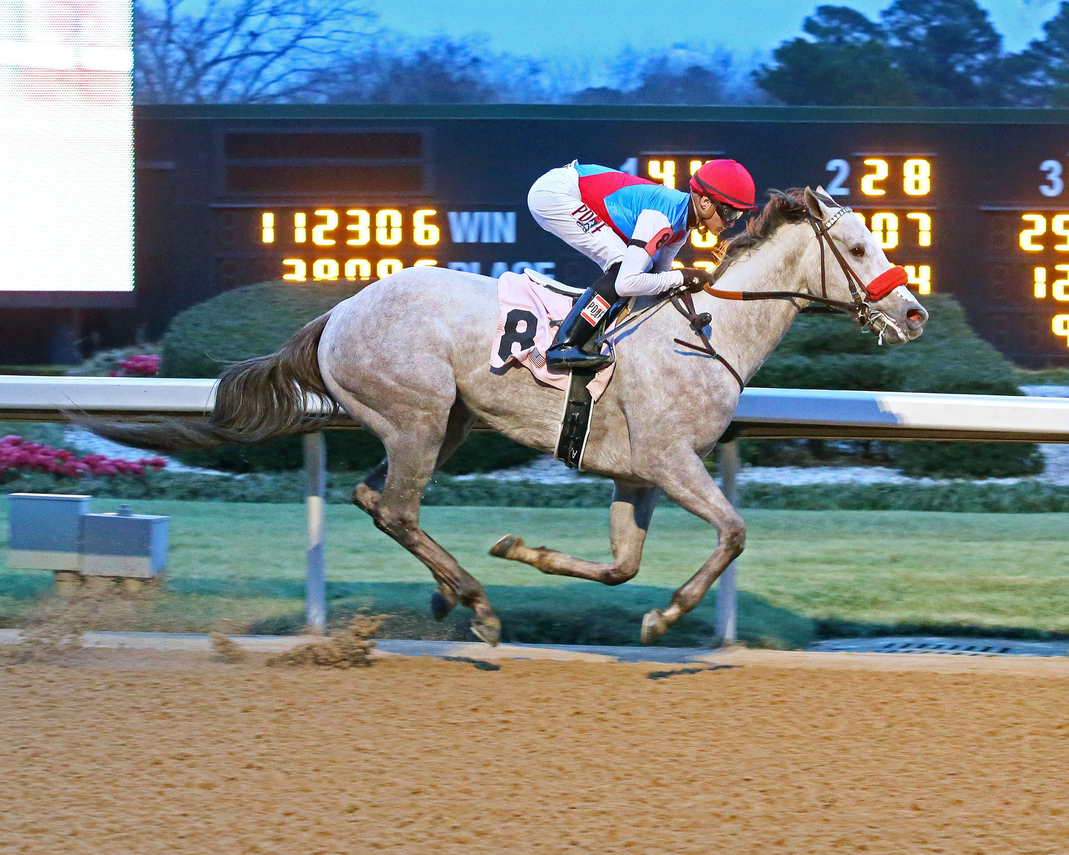 Tyfosha wins a Jan. 21 maiden race