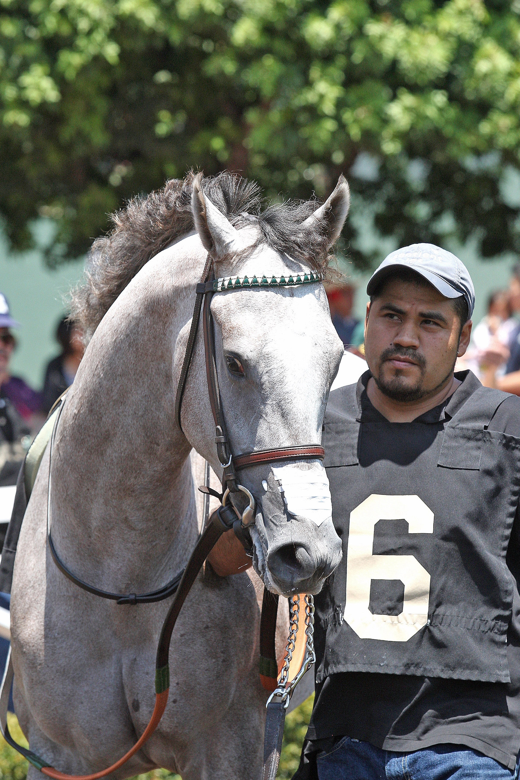 Tyfosha at Santa Anita Park on June 9, 2017