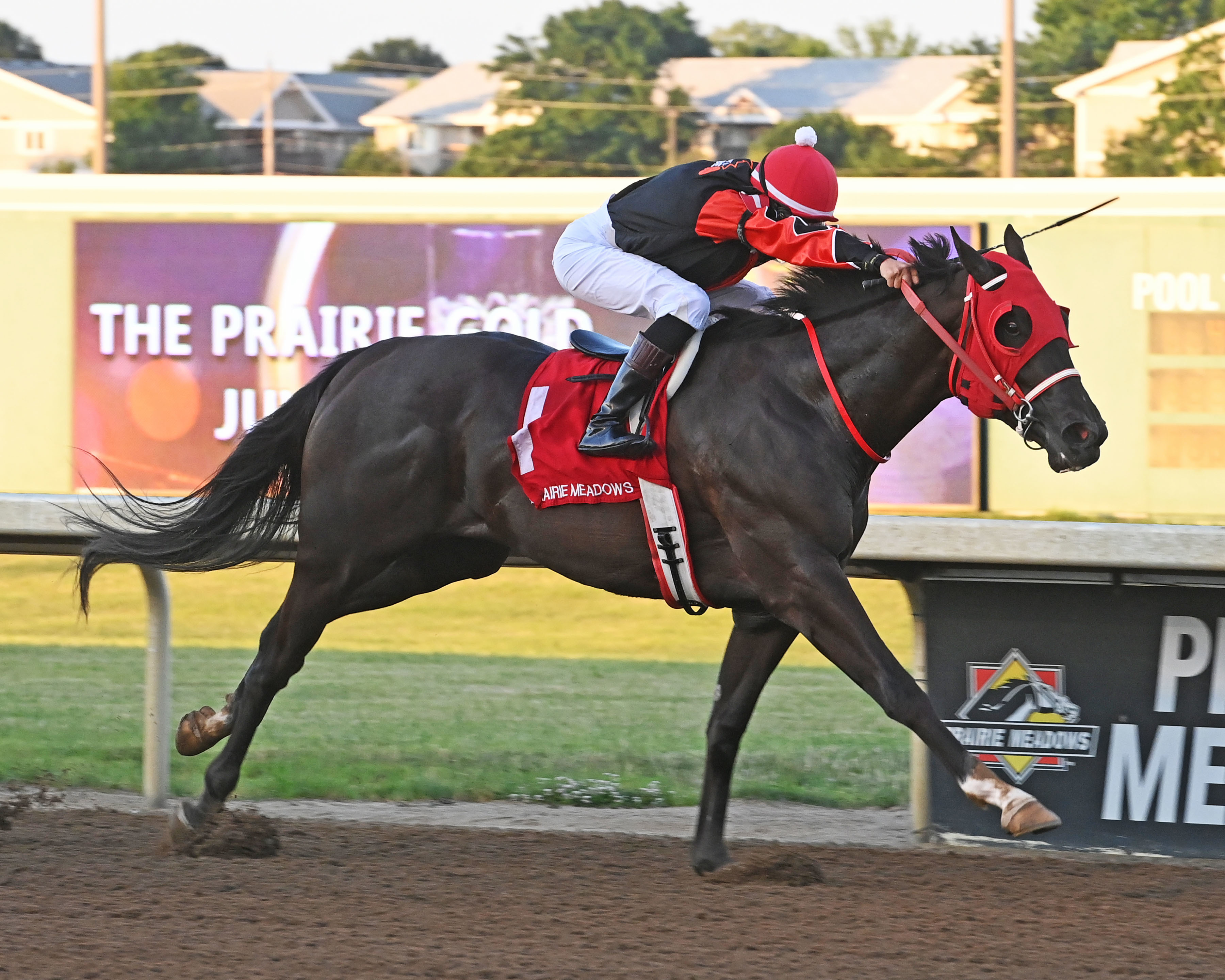 Tyler's Tribe/Prairie Gold Juvenile