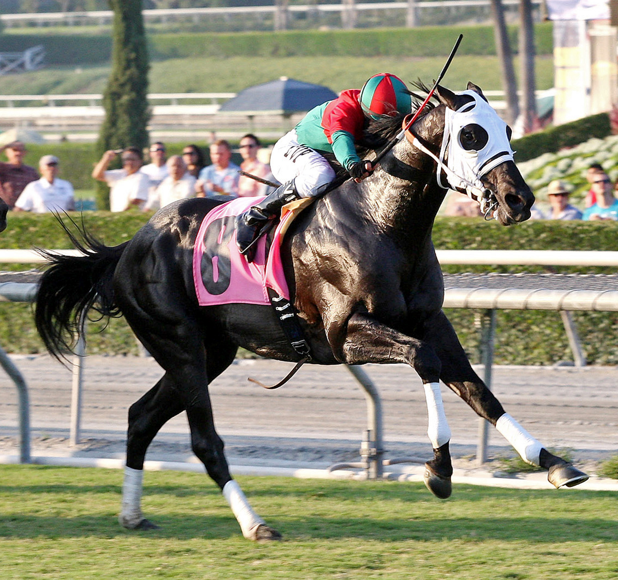 Ultimate Eagle/Oak Tree Derby