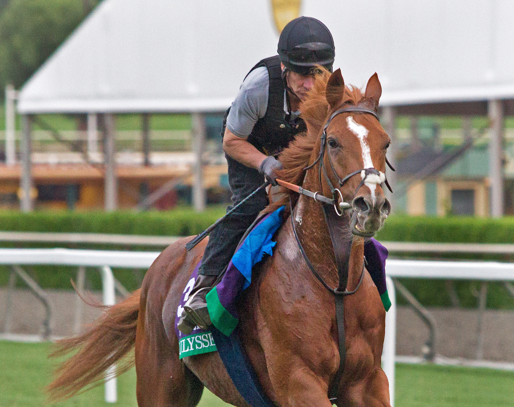 Ulysses at Santa Anita on Nov. 1