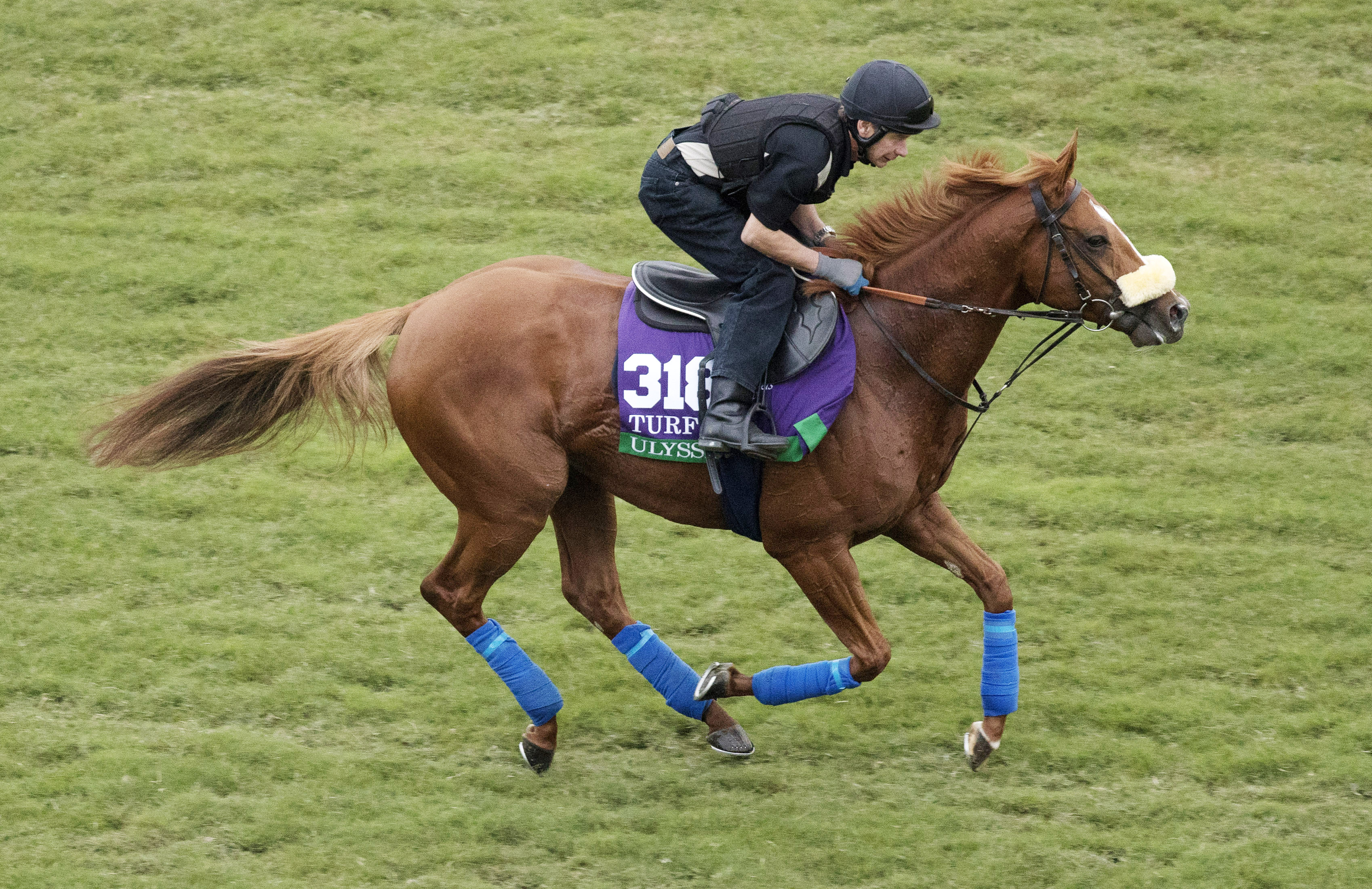 Ulysses trains at Del Mar on Nov. 1