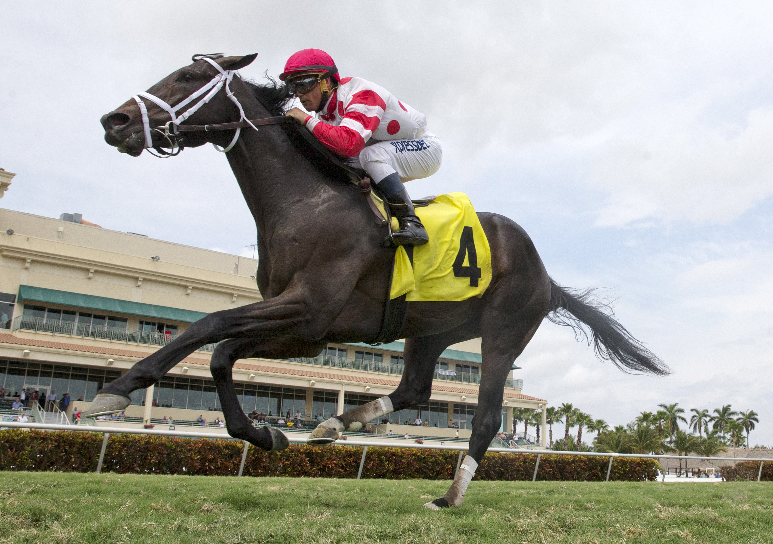 Unbridled Daddy wins an allowance optional claimer on March 19