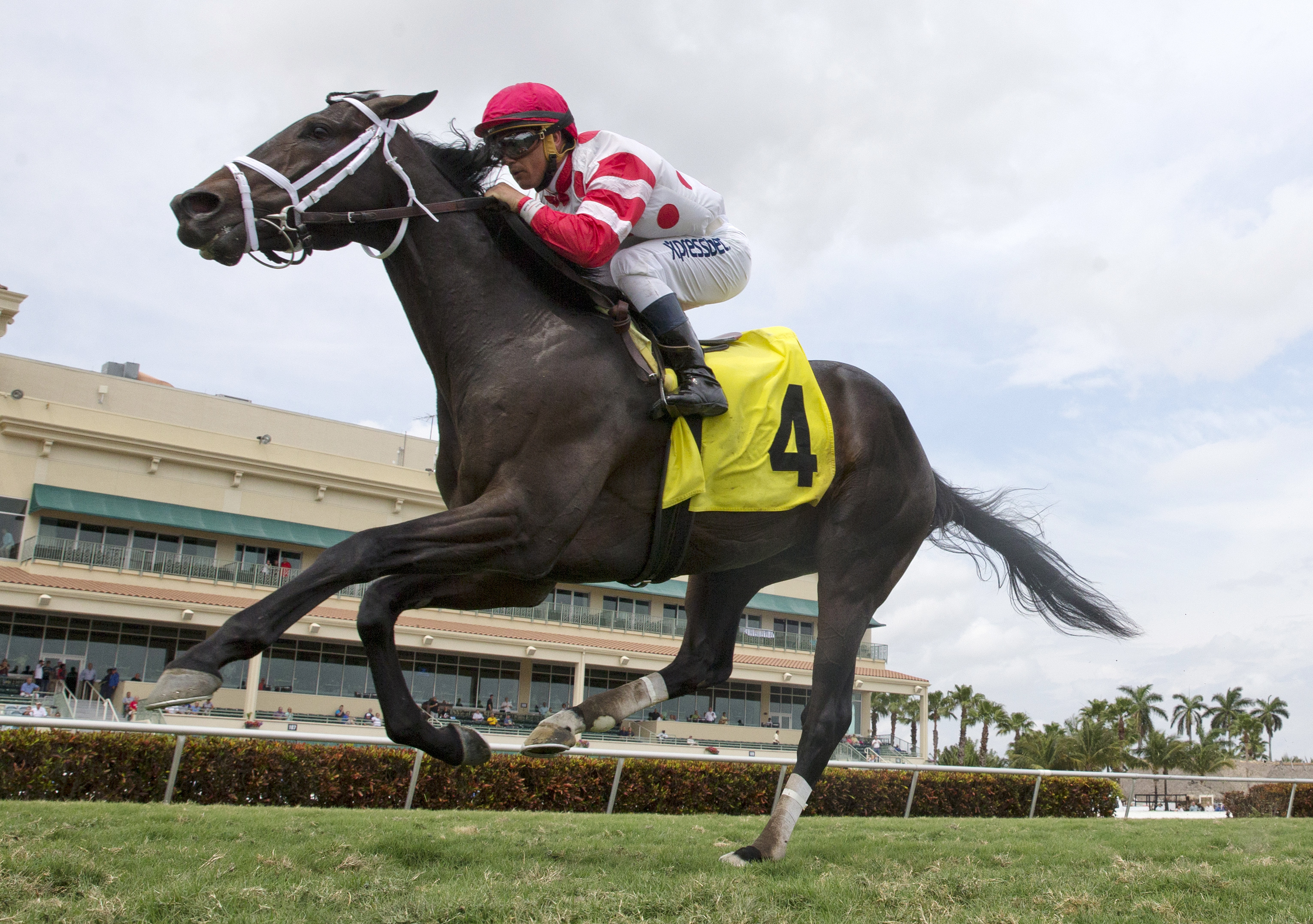 Unbridled Daddy wins an allowance optional claimer on March 19