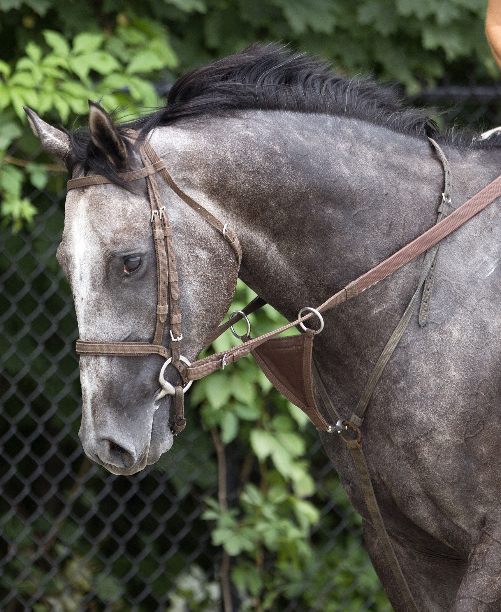 Unbridled Humor, July 2011