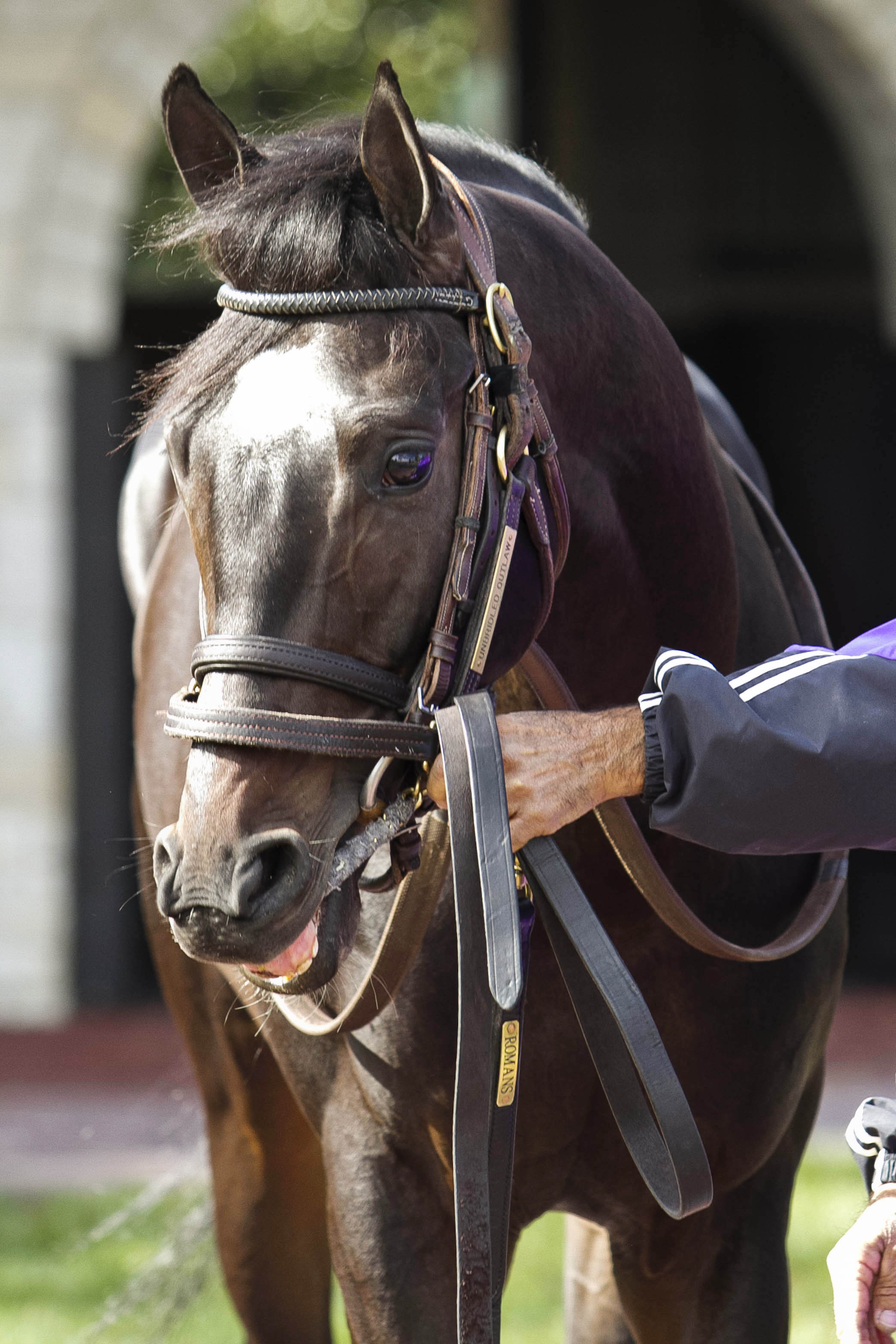 Unbridled Outlaw