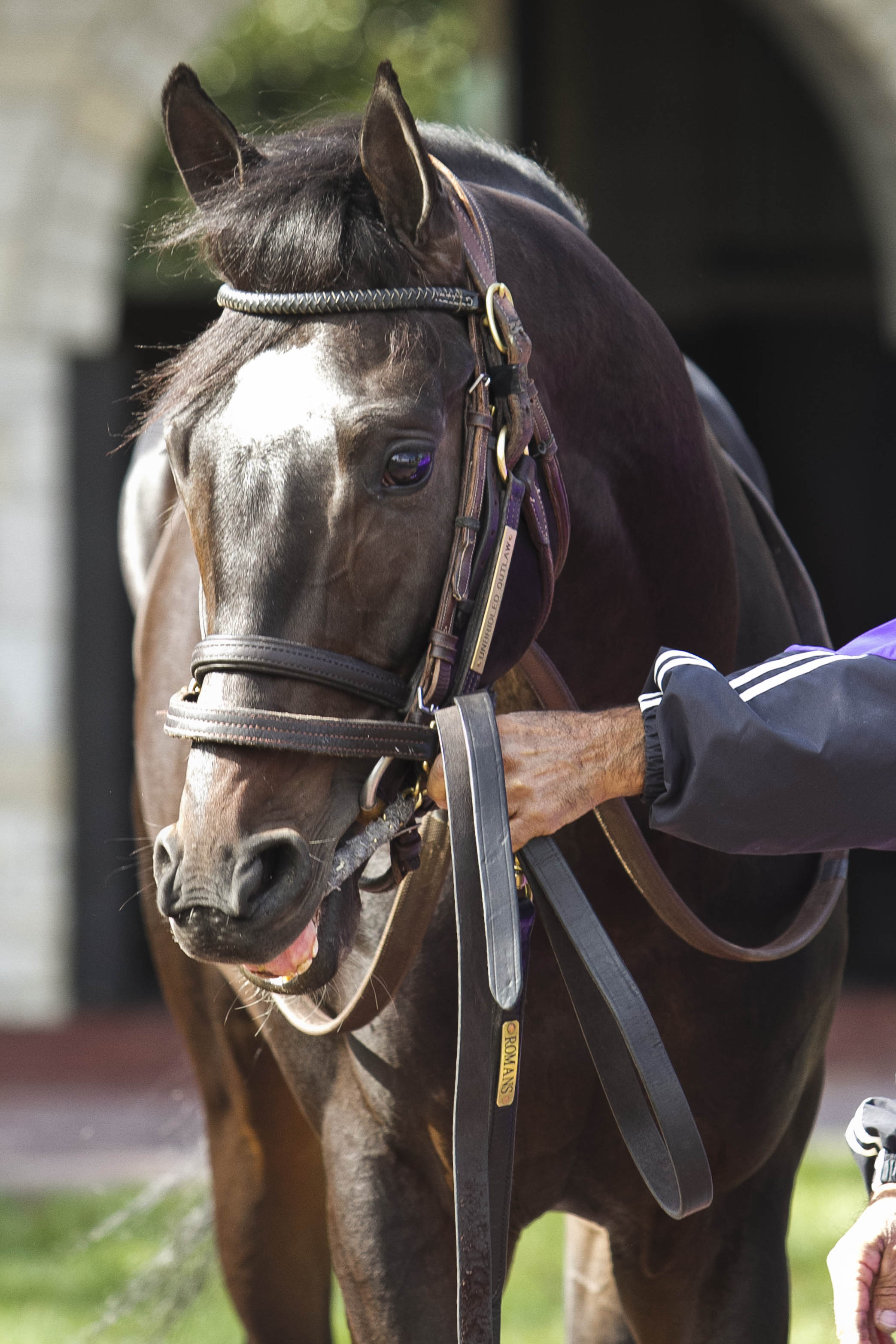 Unbridled Outlaw