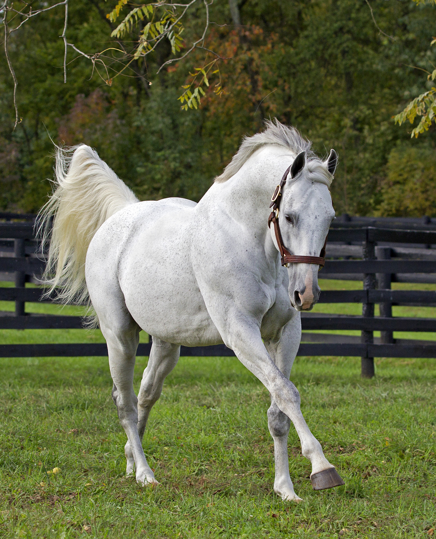 Unbridled's Song