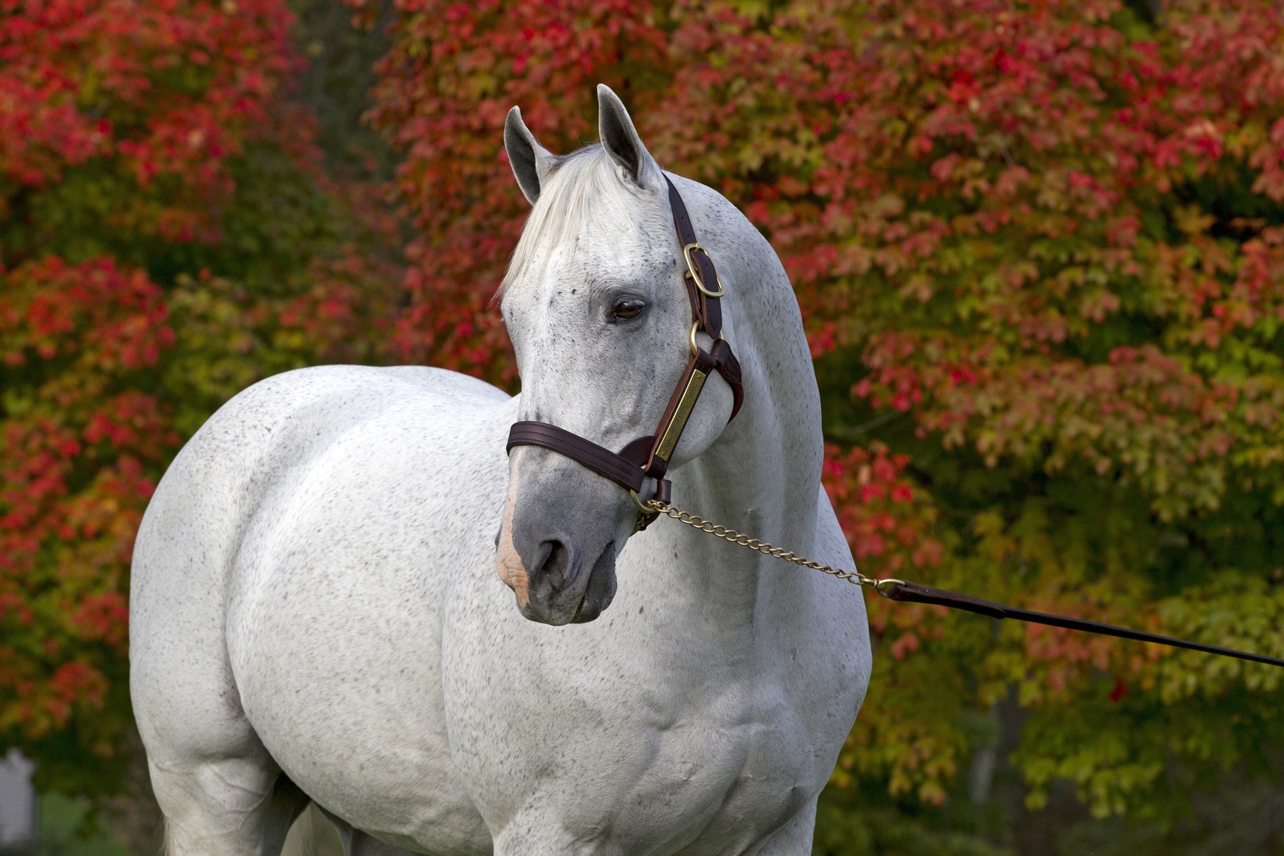 Unbridled's Song - October 2012