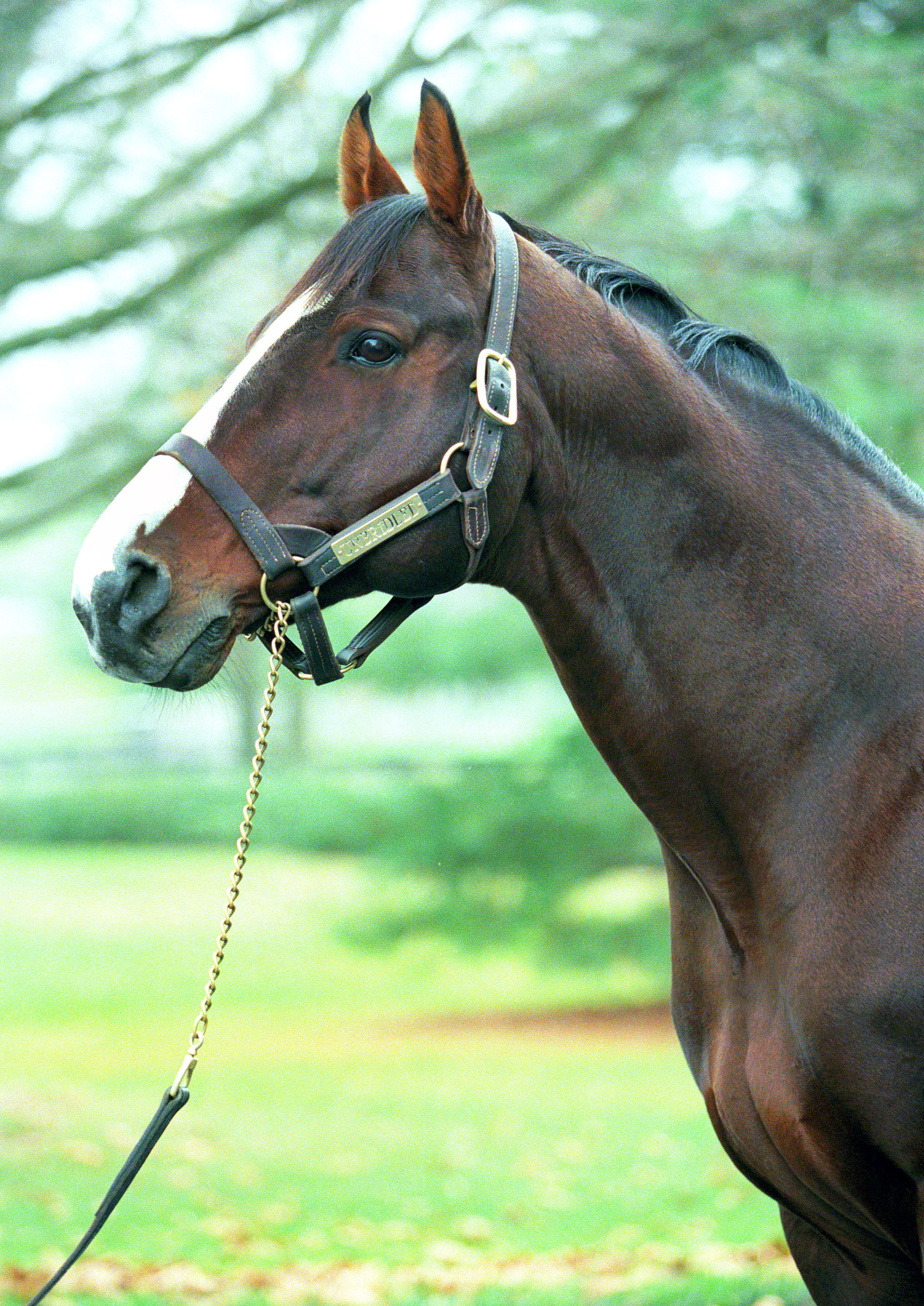 Unbridled