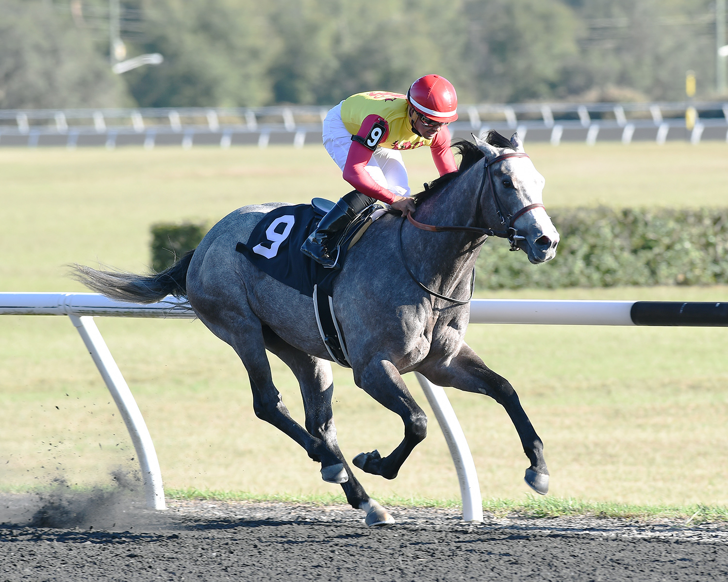 Uncle B wins the 2017 OBS Sprint Stakes colts and geldings