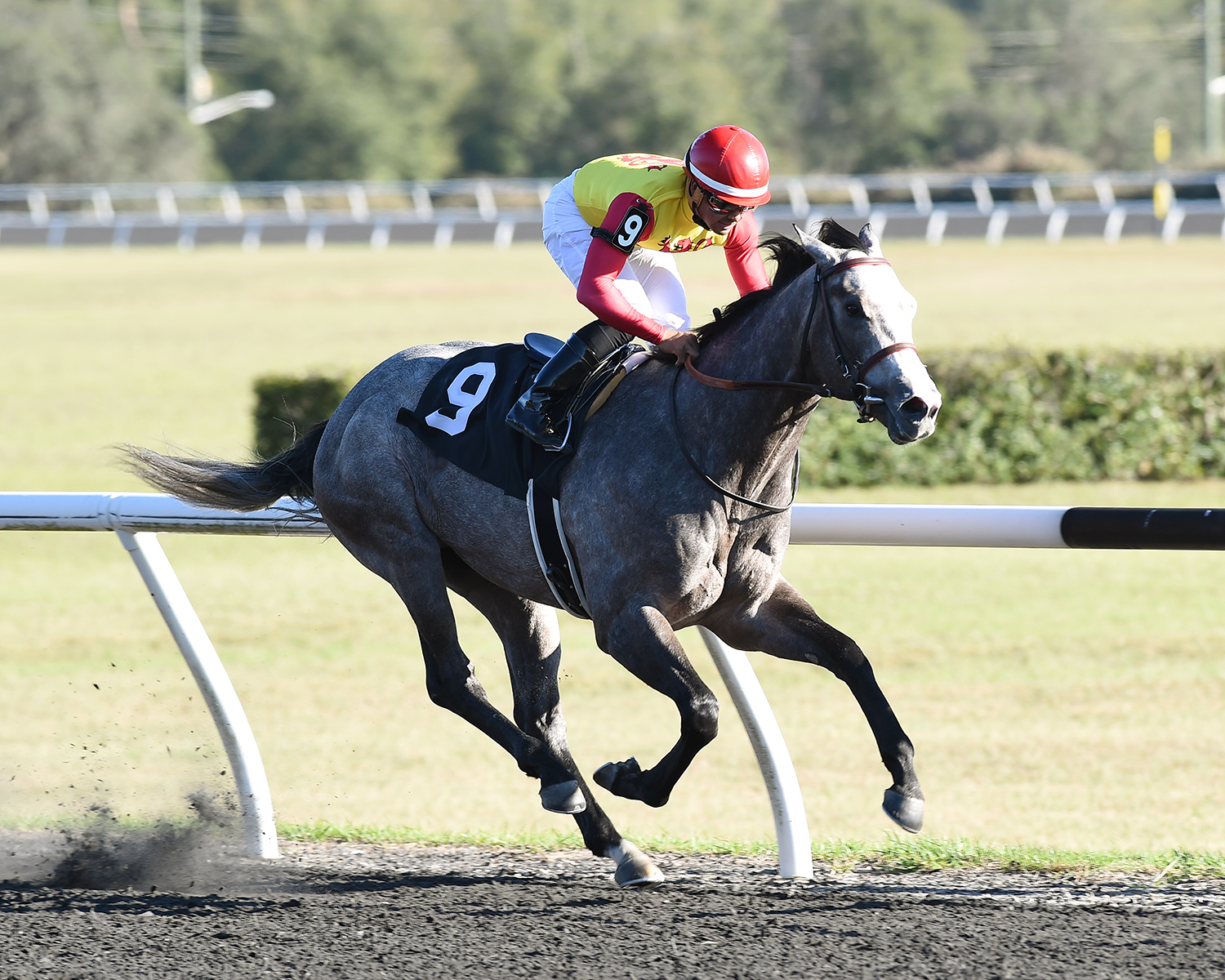 Uncle B wins the 2017 OBS Sprint Stakes colts and geldings