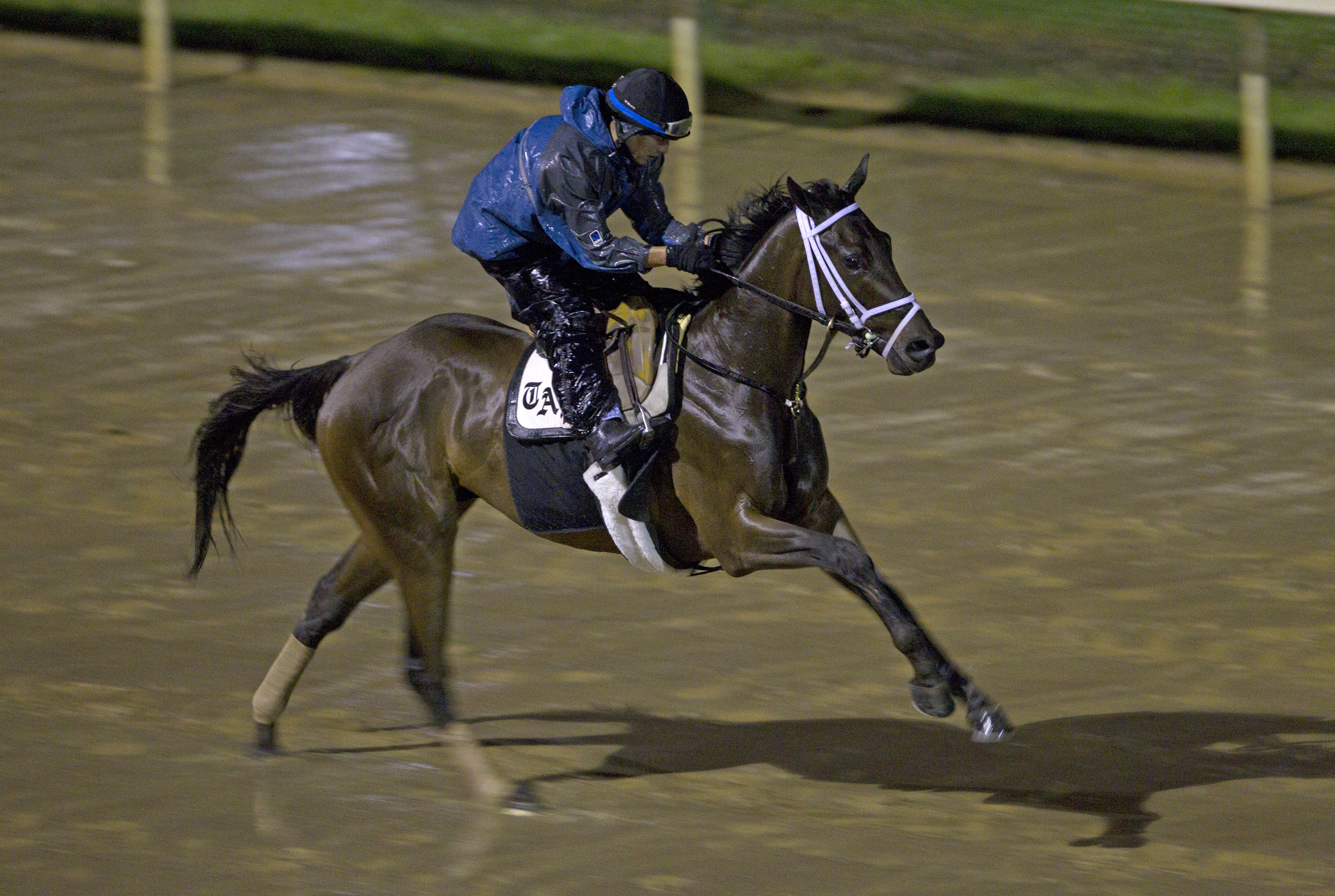 Uncle Mo gallops - April 25, 2011