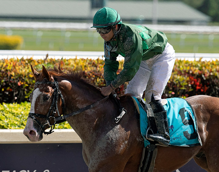 Unconquered Lea at Gulfstream Park in January 2020