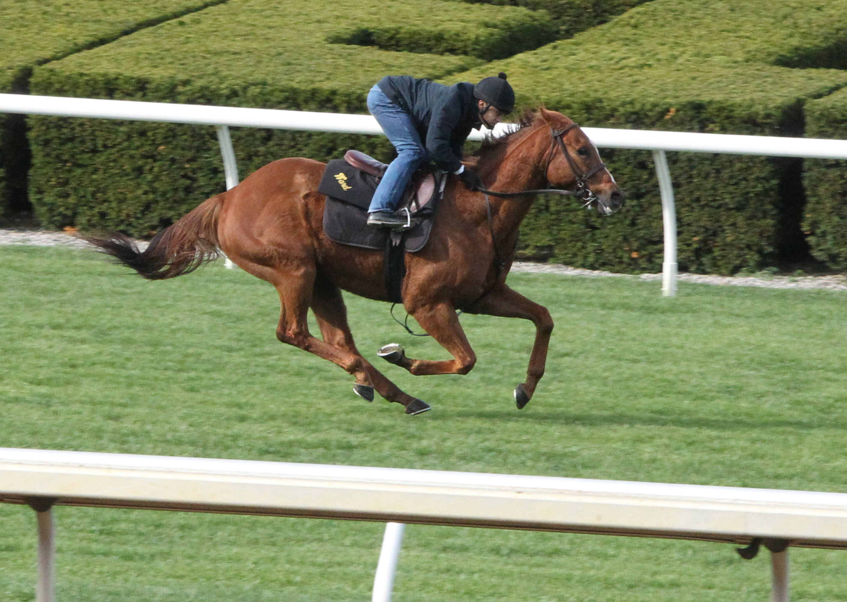 Undrafted gallops at Keeneland on April 2