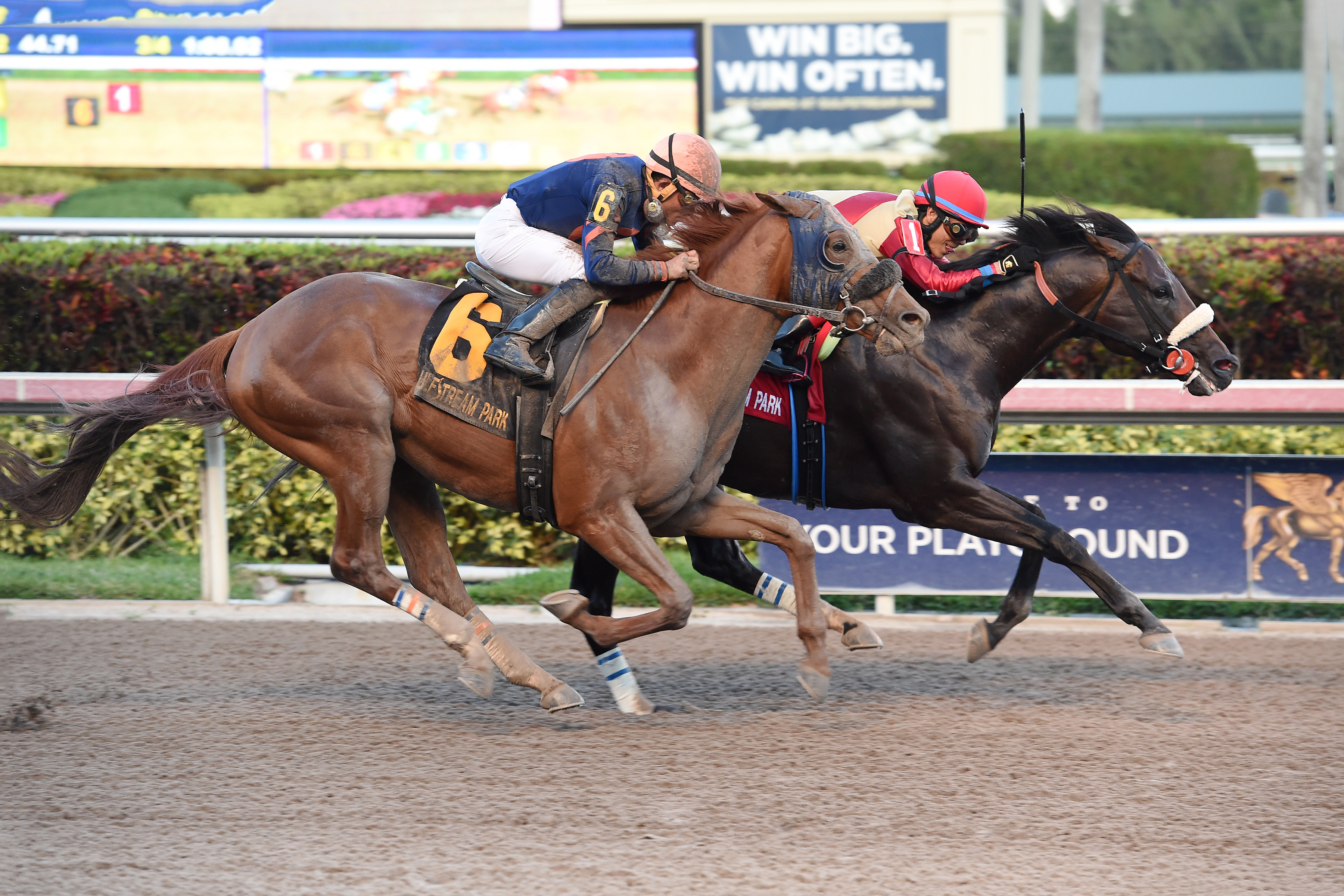 Mind Your Biscuits finishes second to Unified in the Gulfstream Park Sprint