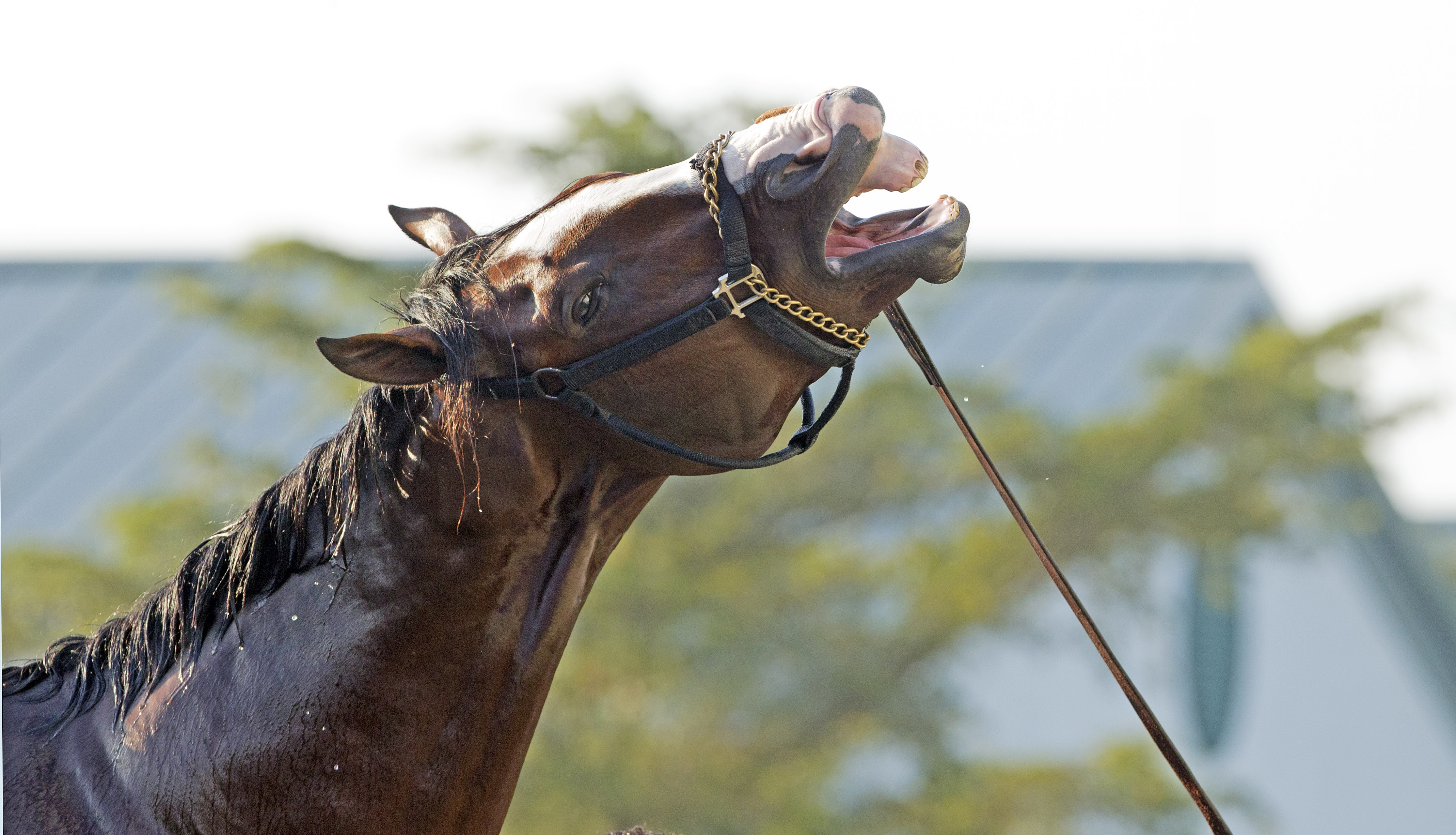 Union Rags