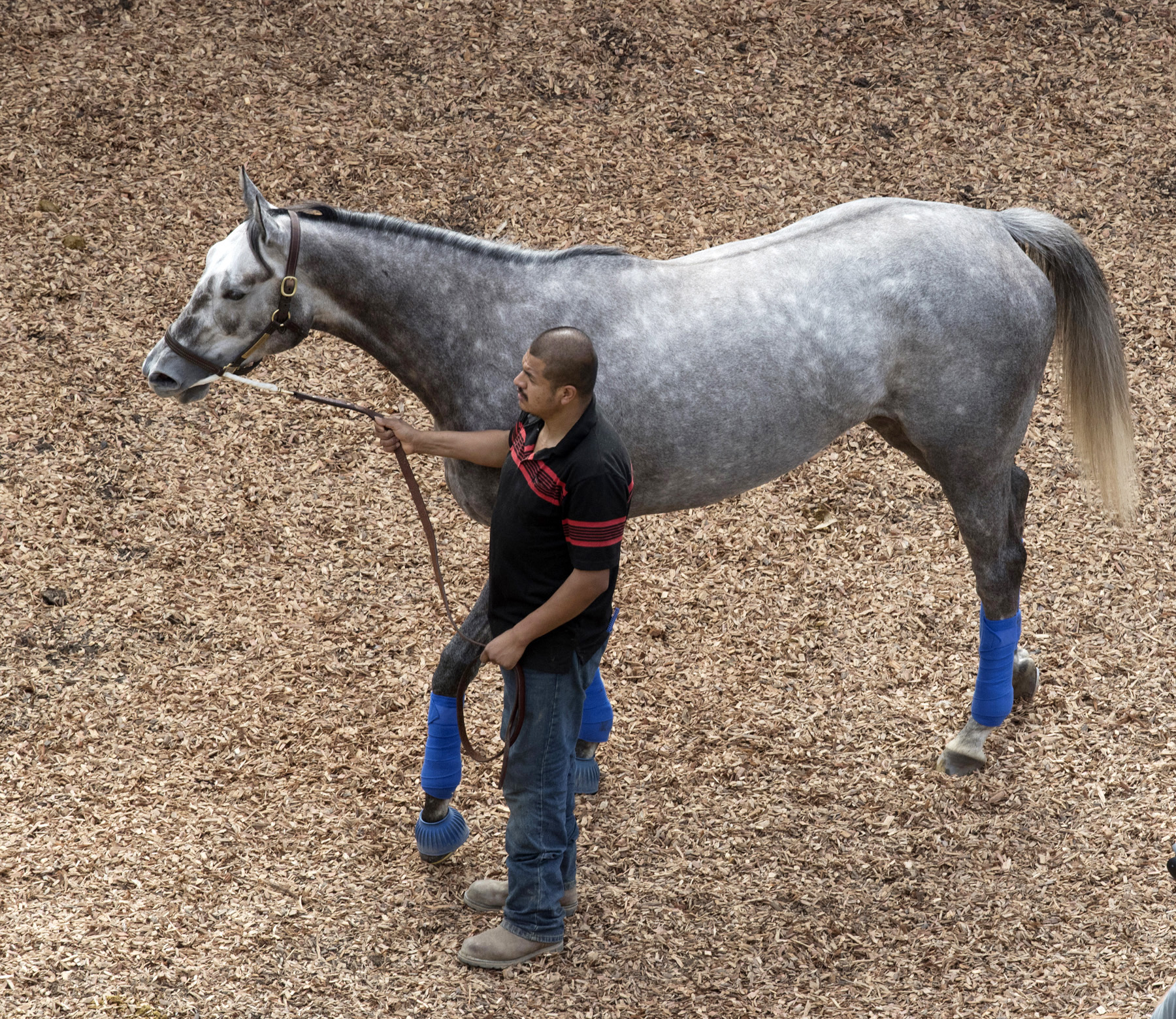 Unique Bella at Del Mar