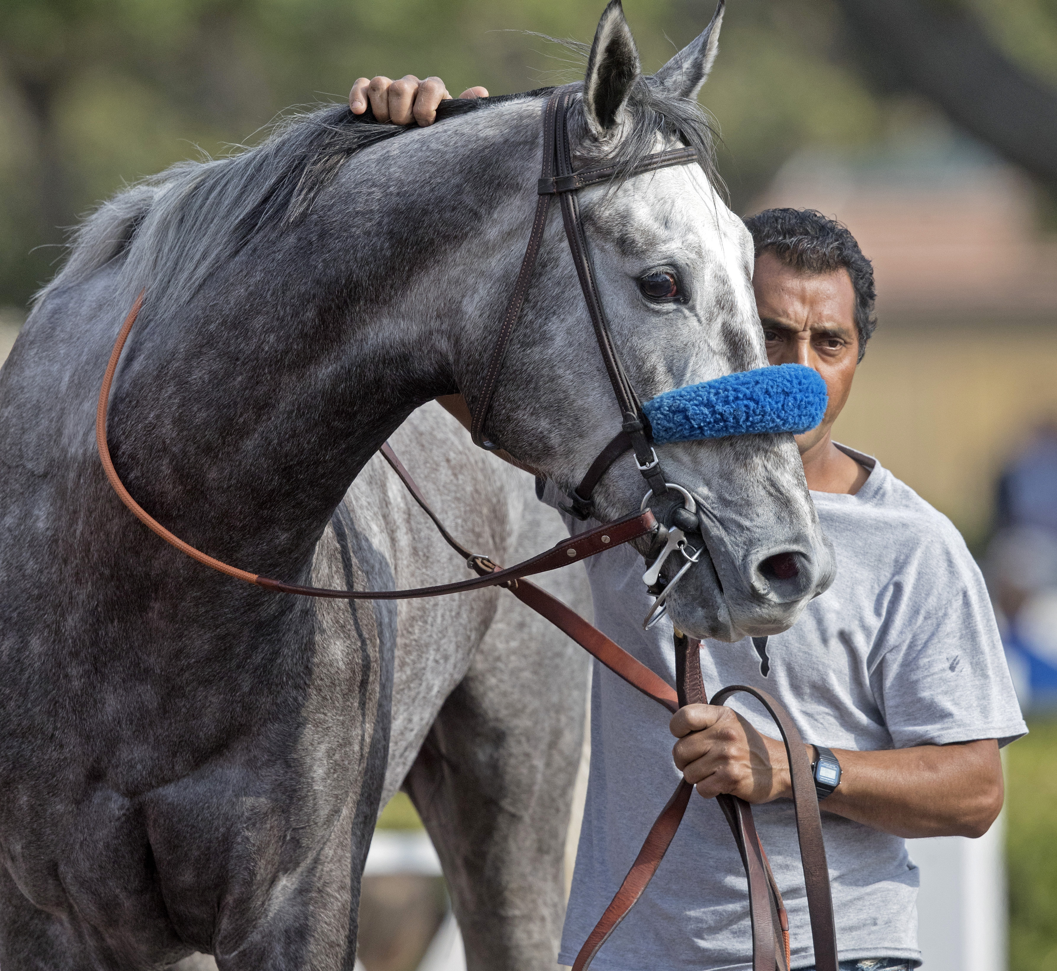 Unique Bella at Santa Anita on Feb. 10