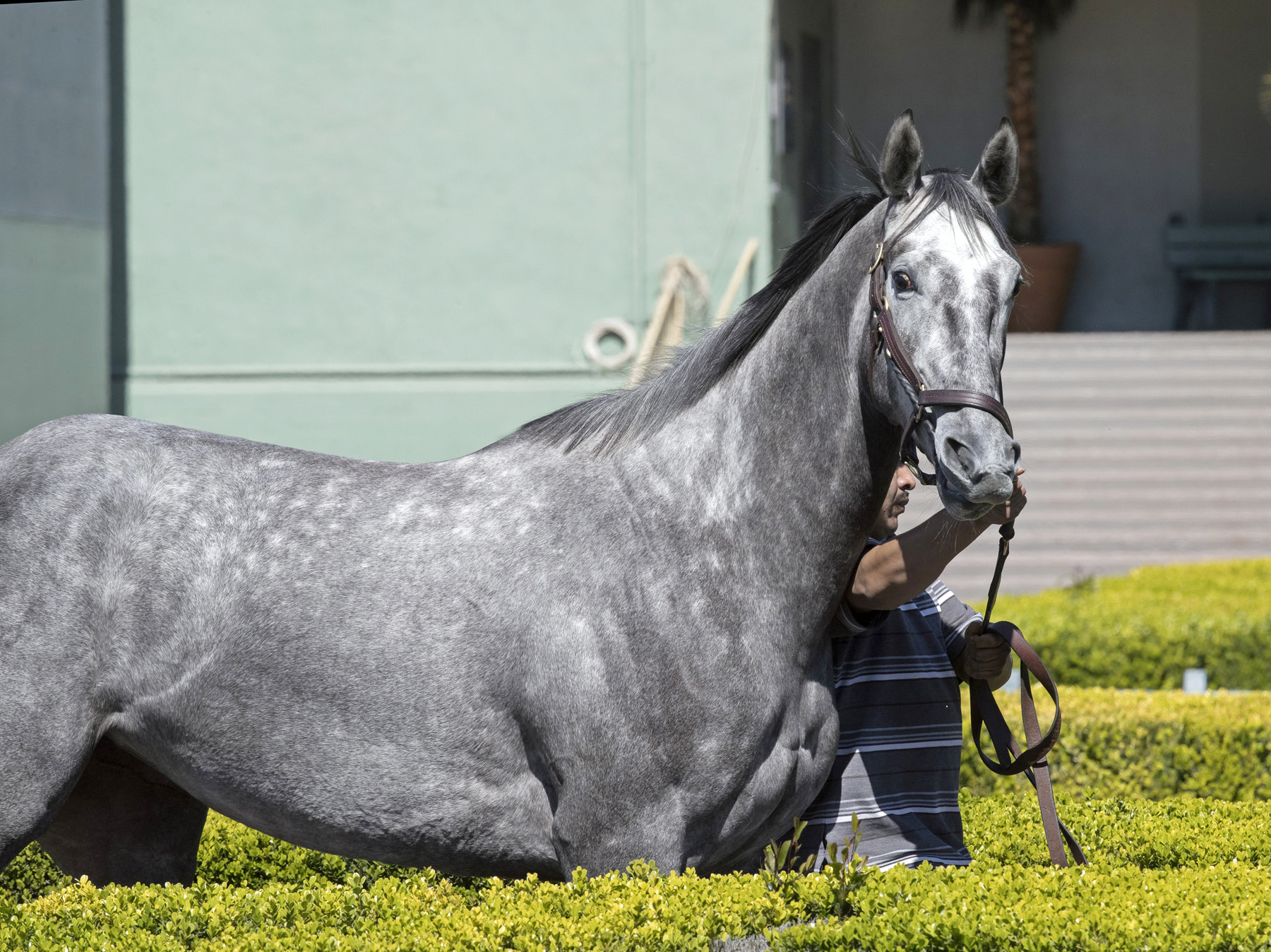 Unique Bella at Santa Anita