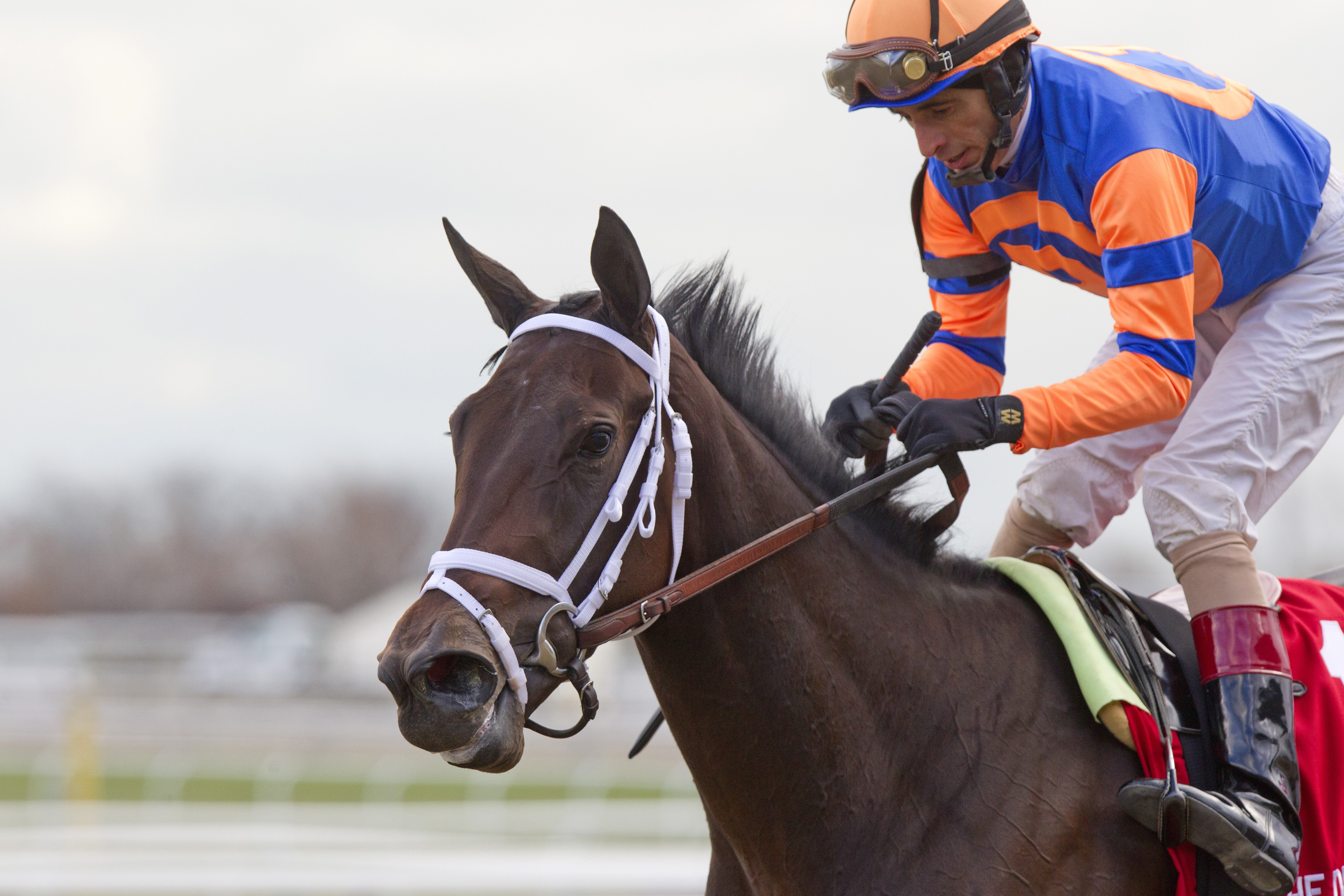 Unlimited Budget, Demoiselle Stakes
