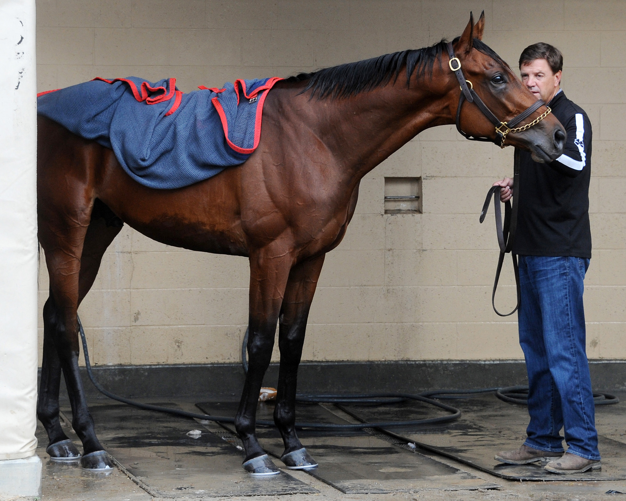 Untamed Domain at Del Mar on Nov. 2
