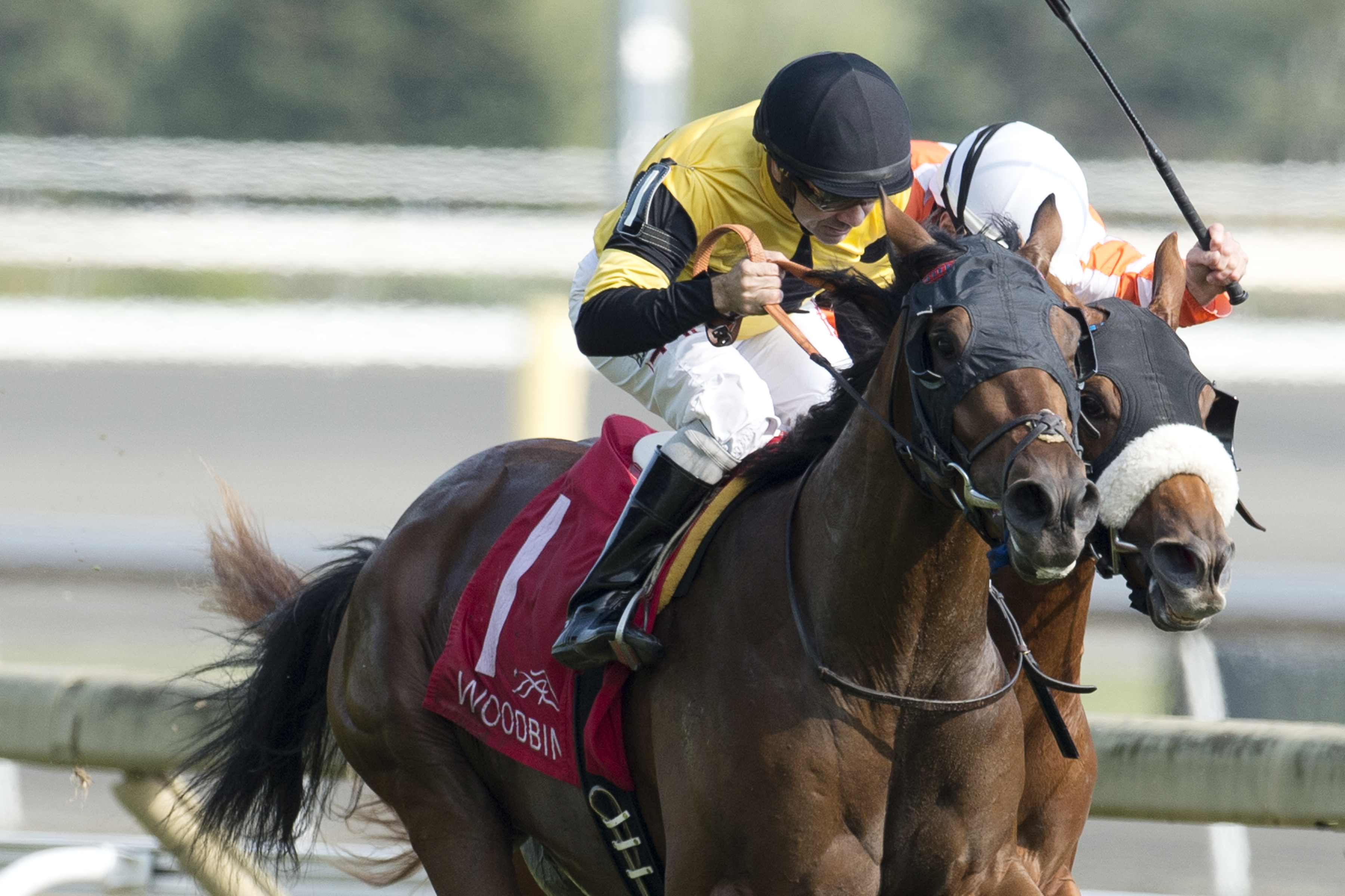Untamed Domain wins the 2017 Summer Stakes