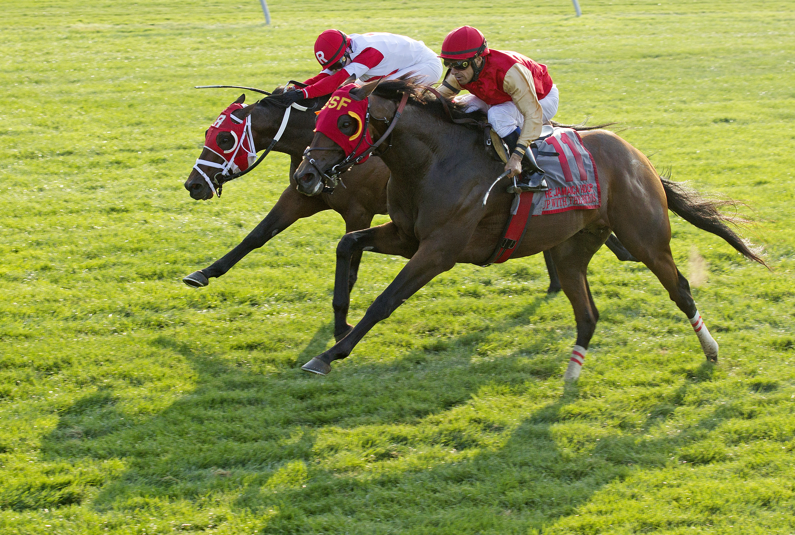 Up With the Birds wins the Jamaica Handicap