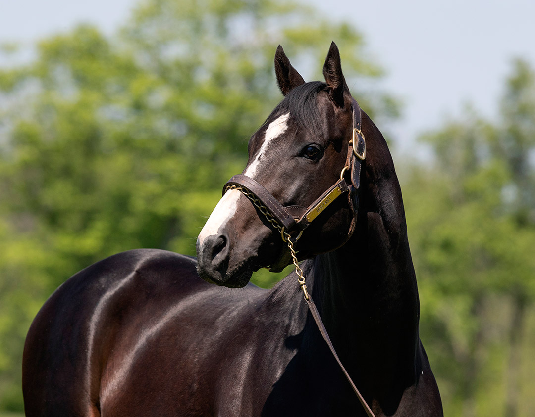 Upstart at Airdrie Stud in May 2019