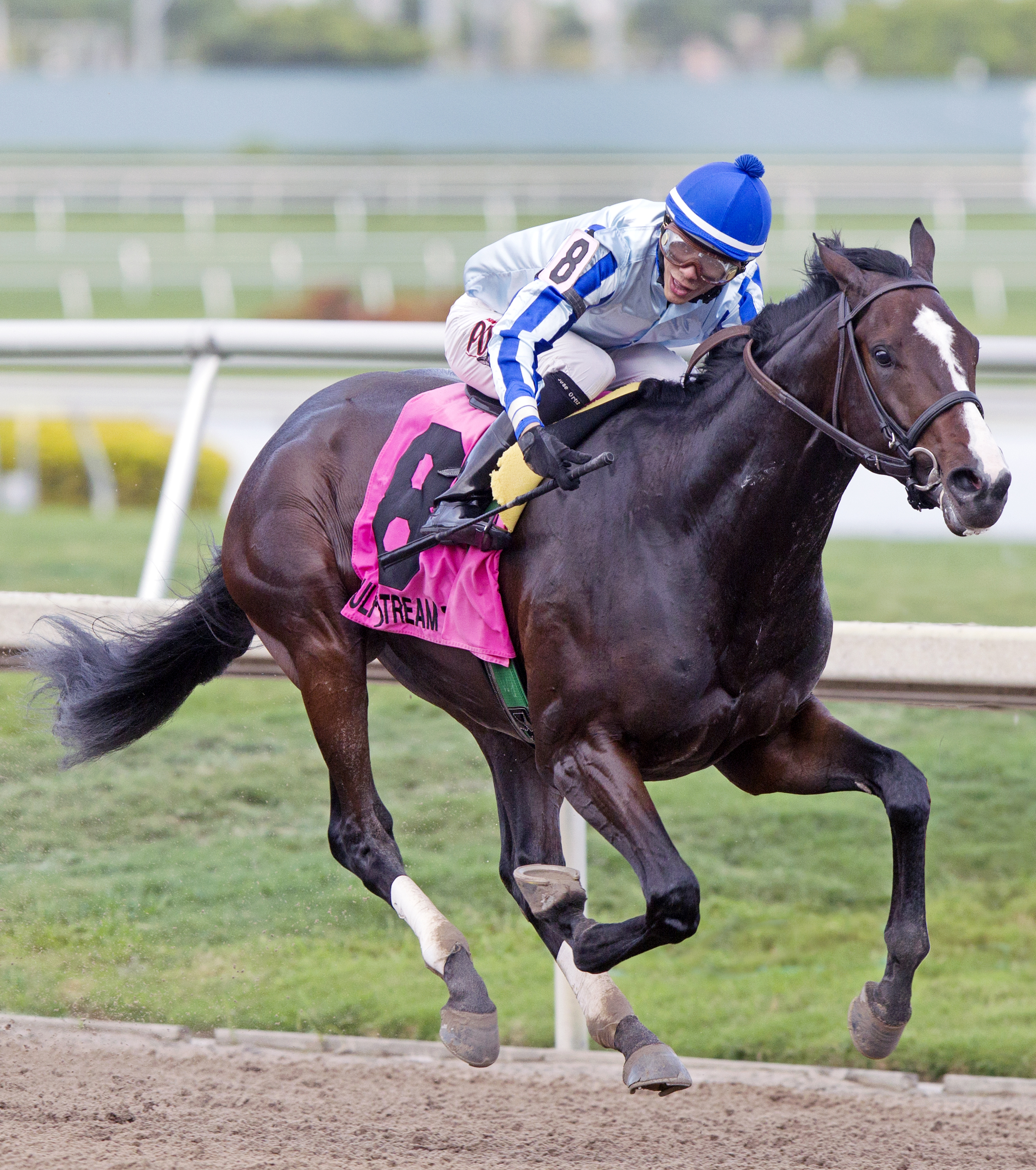 Upstart wins the Holy Bull