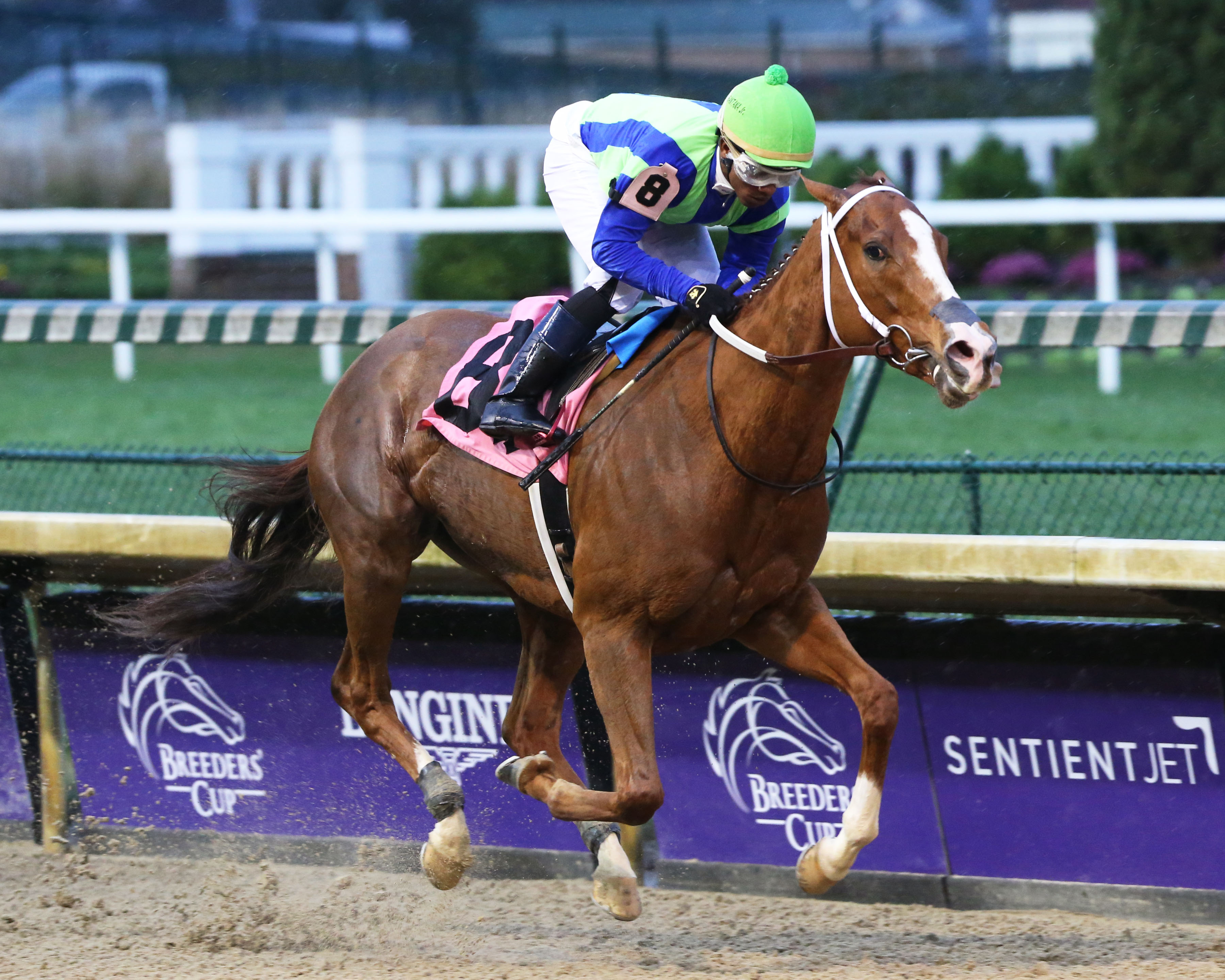 Vertical Oak wins 2018 Dream Supreme