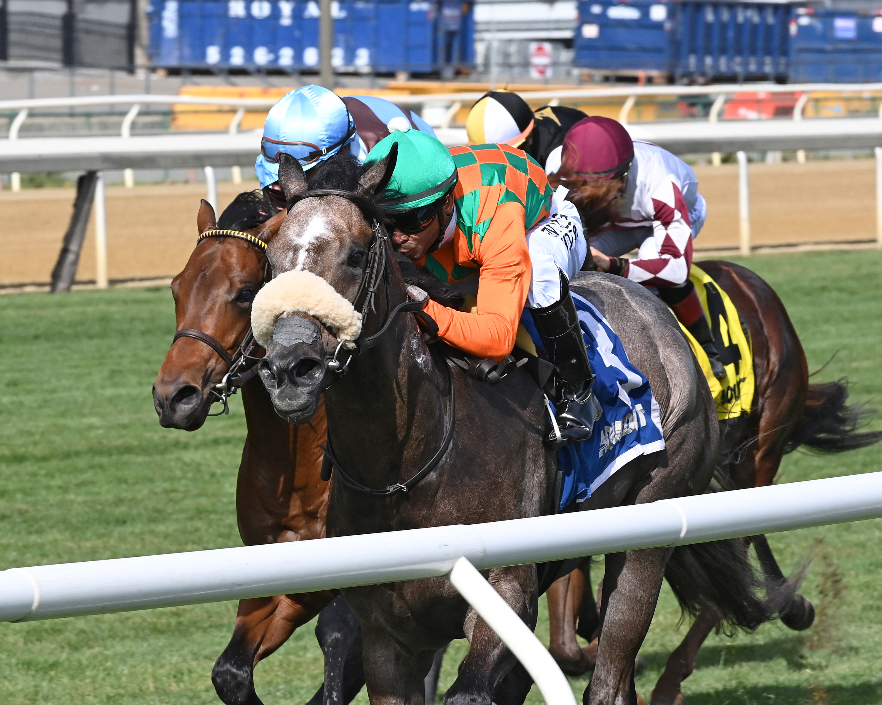 Vacation Dance wins the Atlantic Beach at Aquueduct Nov 5 2022