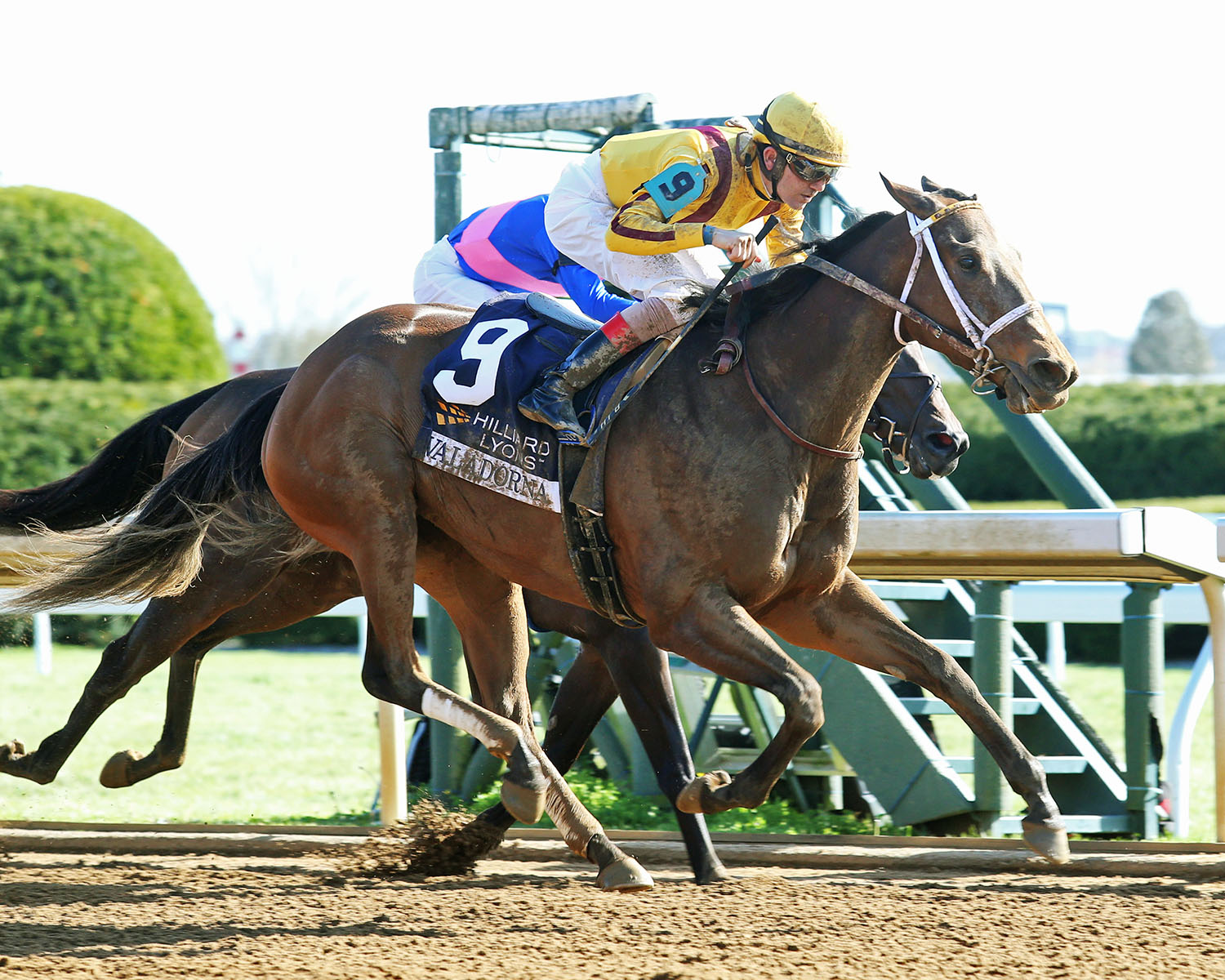 Valadorna wins the 2018 Doubledogdare