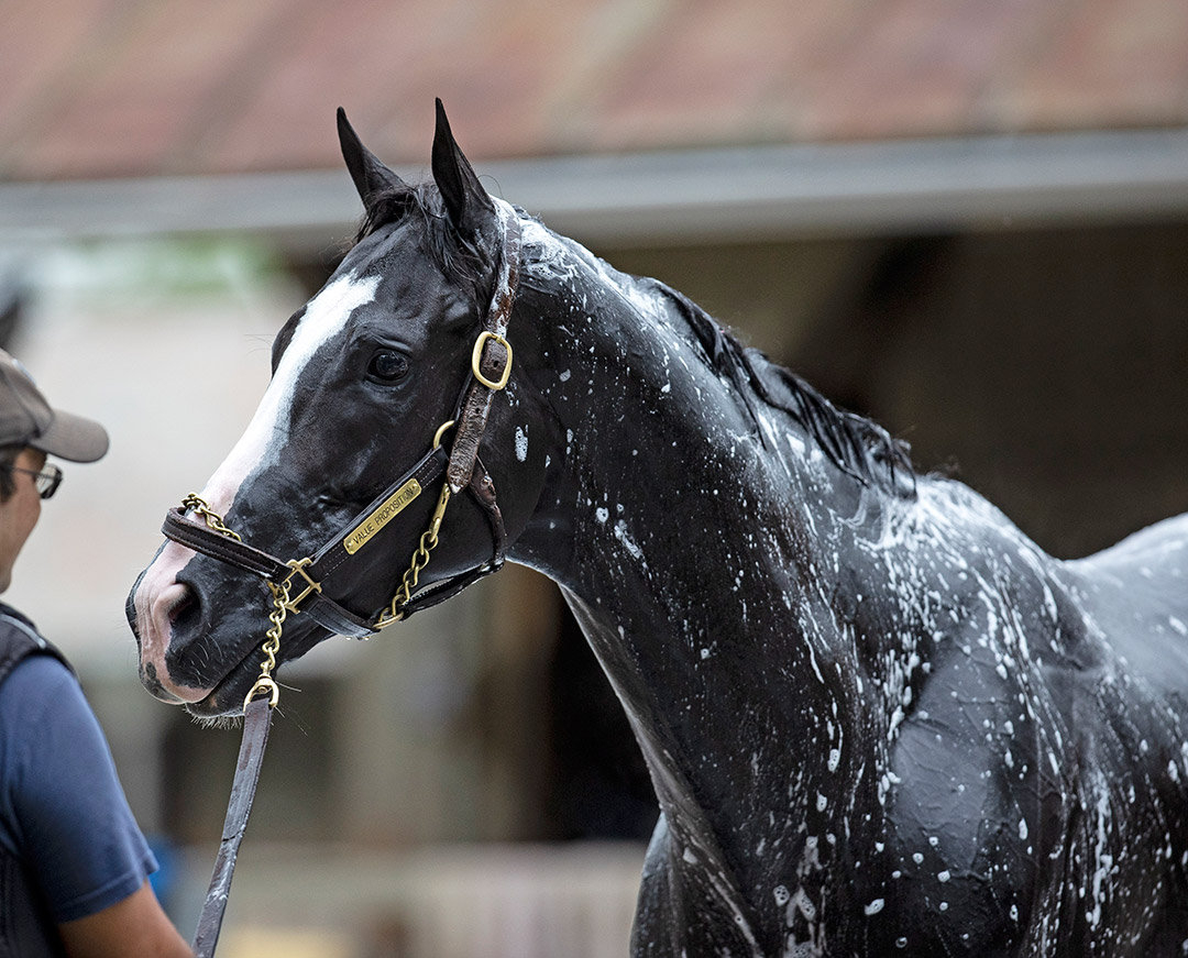 Value Proposition gets a bath at Saratoga Race Course on July 14