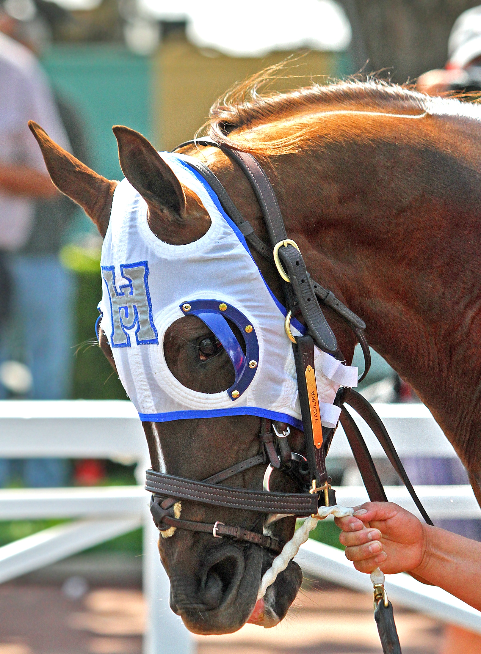 Vasilika portrait prior to Royal Heroine Stakes 4.6.19