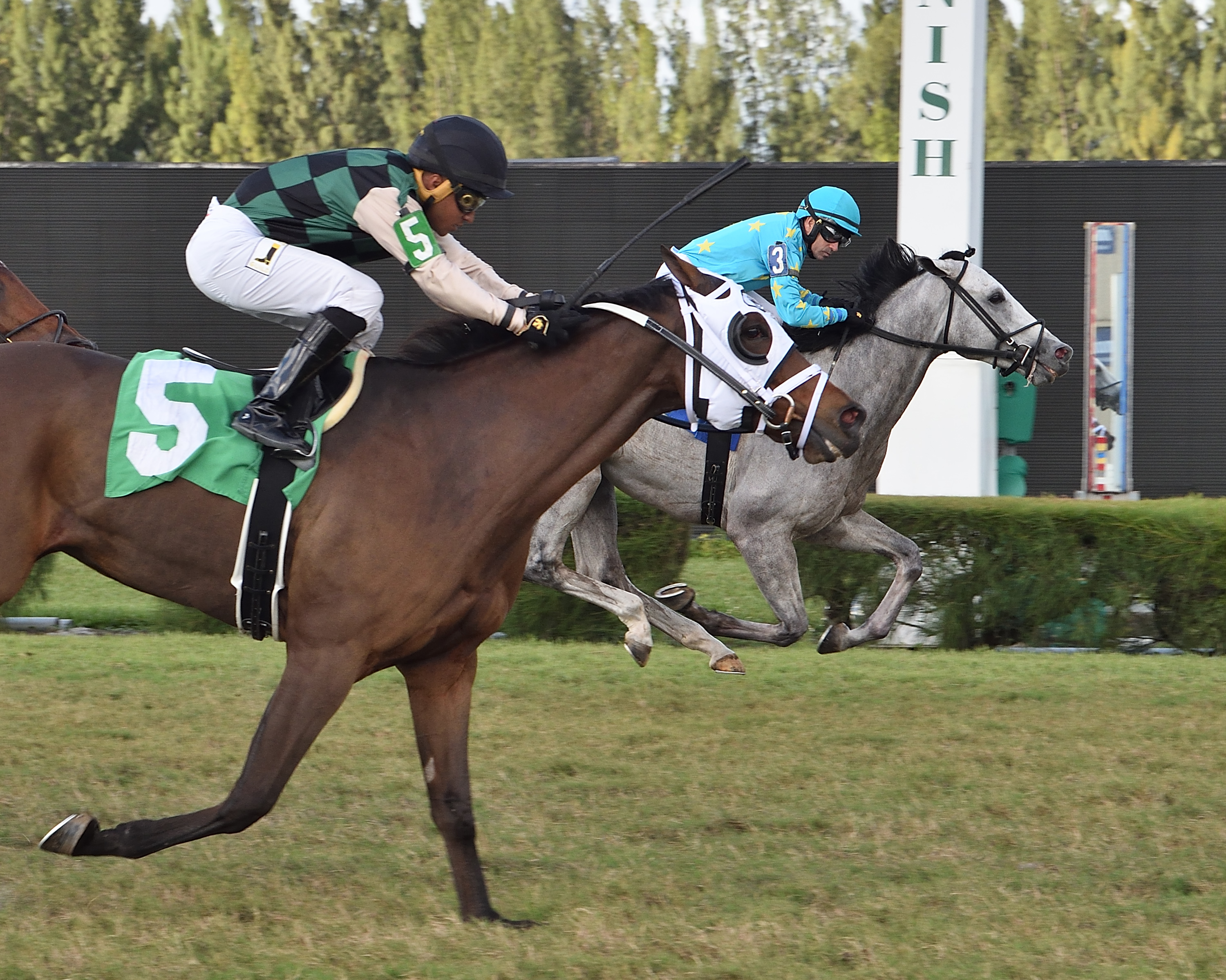 Venezuelan Hug wins Millions Turf Preview 11-21-2020