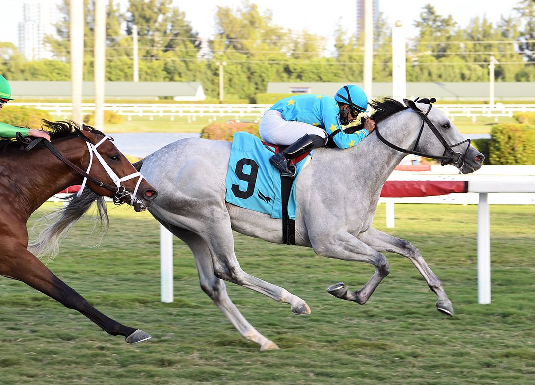 Venezuelan Hug wins the 2021 Sunshine Turf Stakes at Gulfstream Park