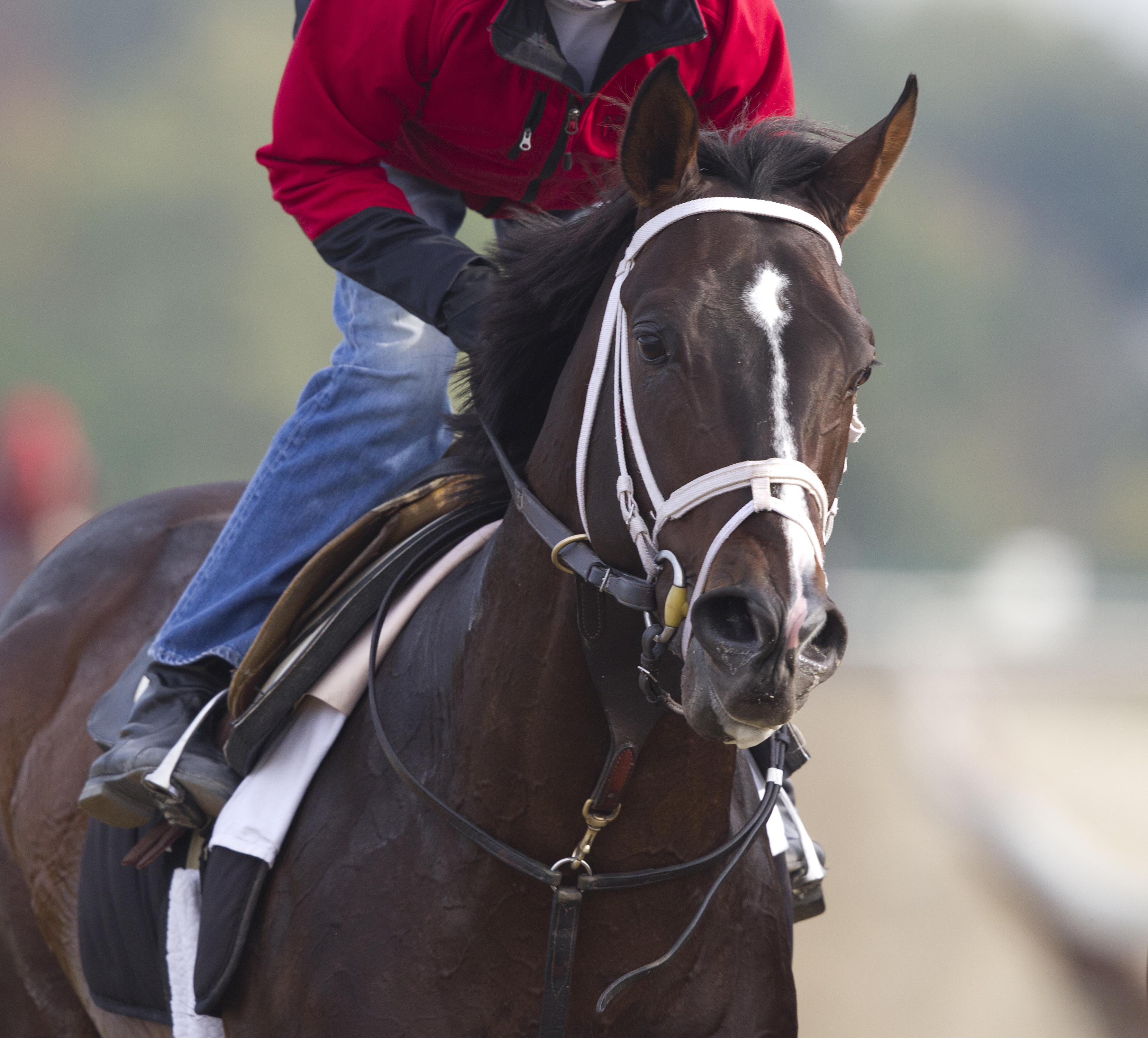 Verrazano, Oct. 19, 2013