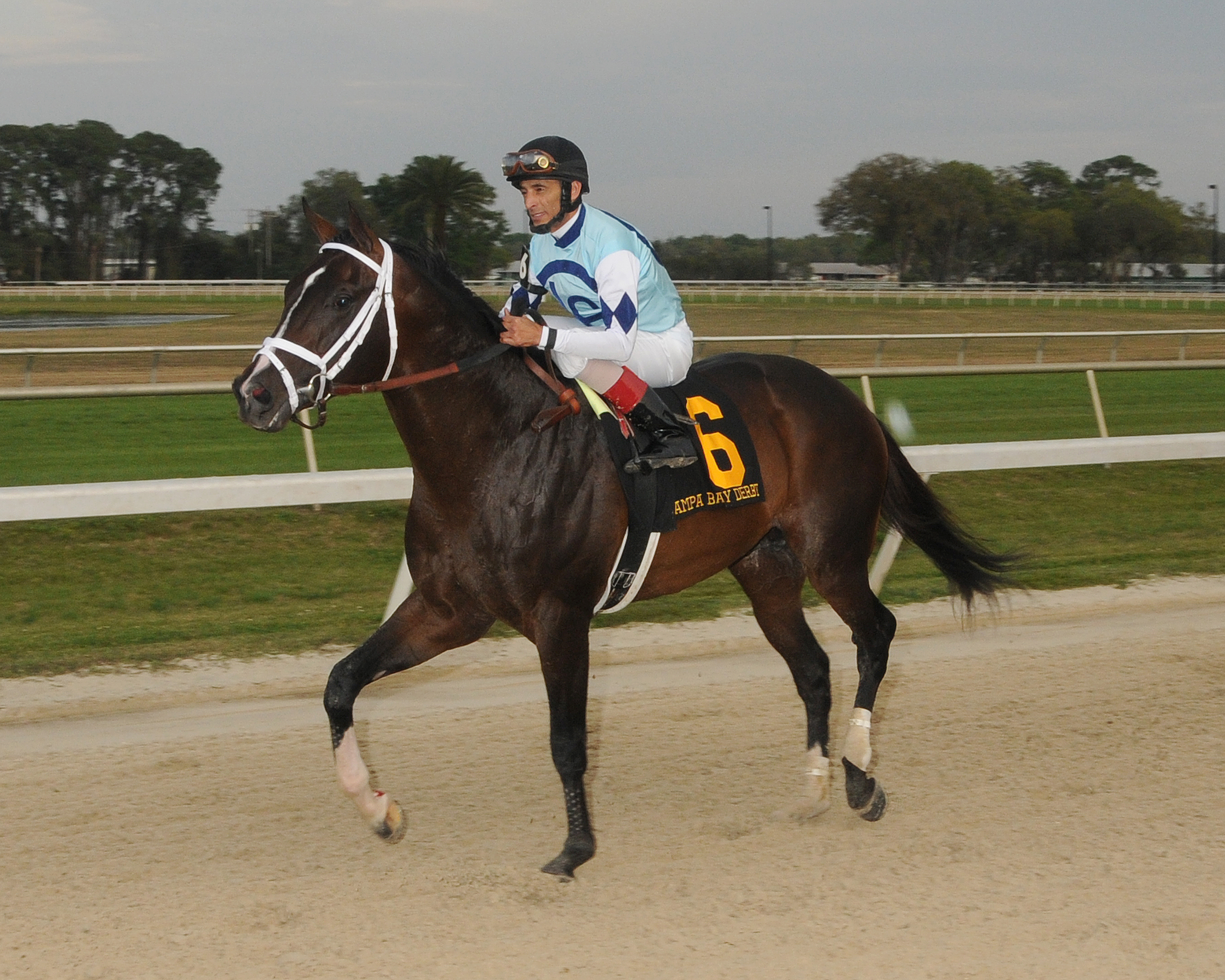Verrazano/Tampa Bay Derby