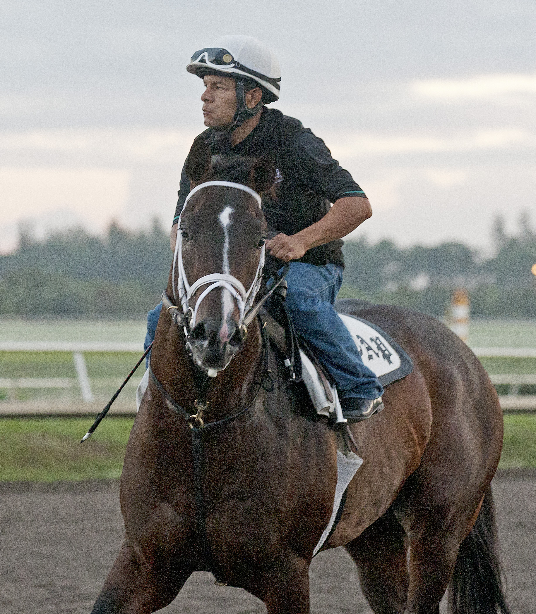 Verrazano, Jan. 20, 2013