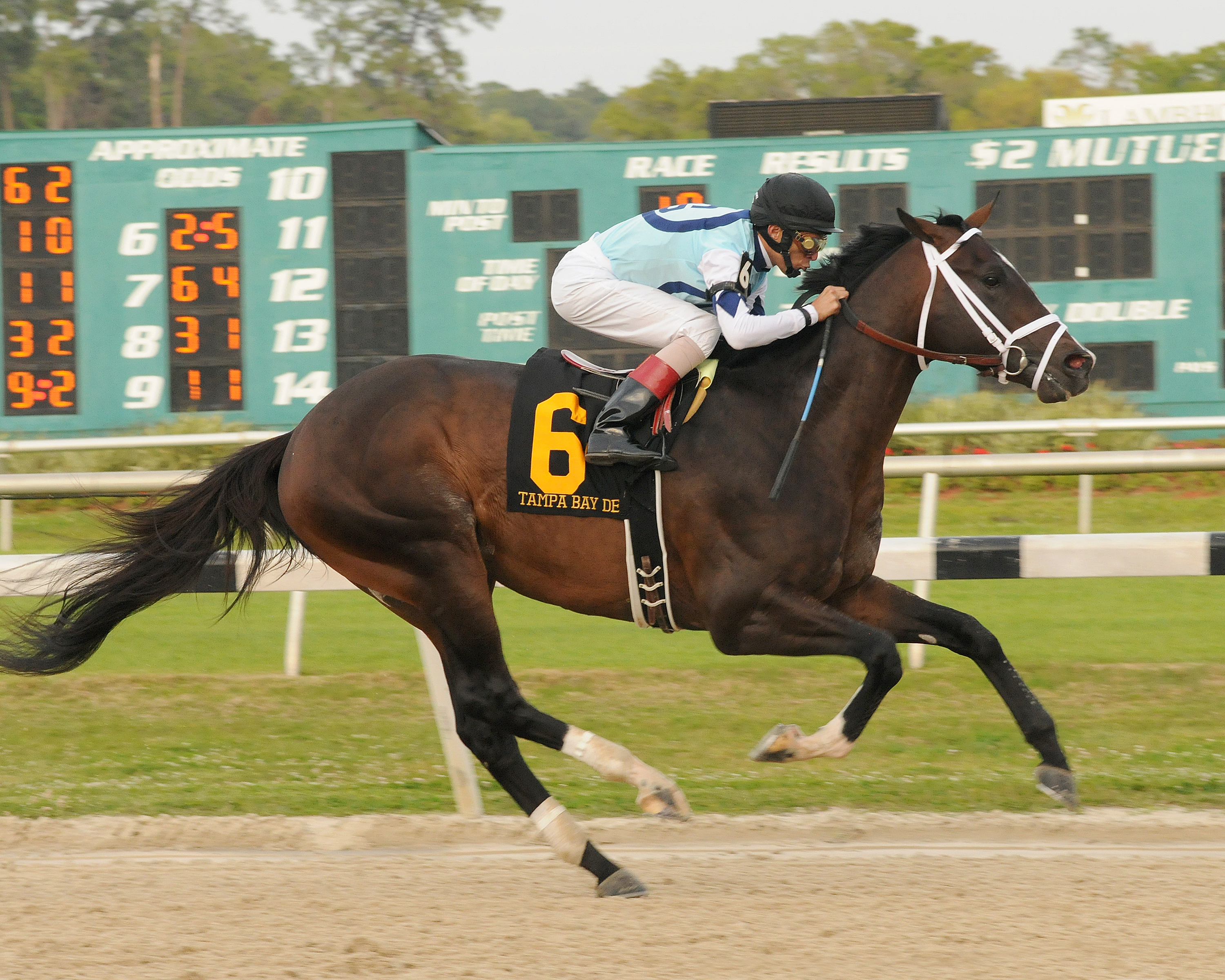 Verrazano, Tampa Bay Derby