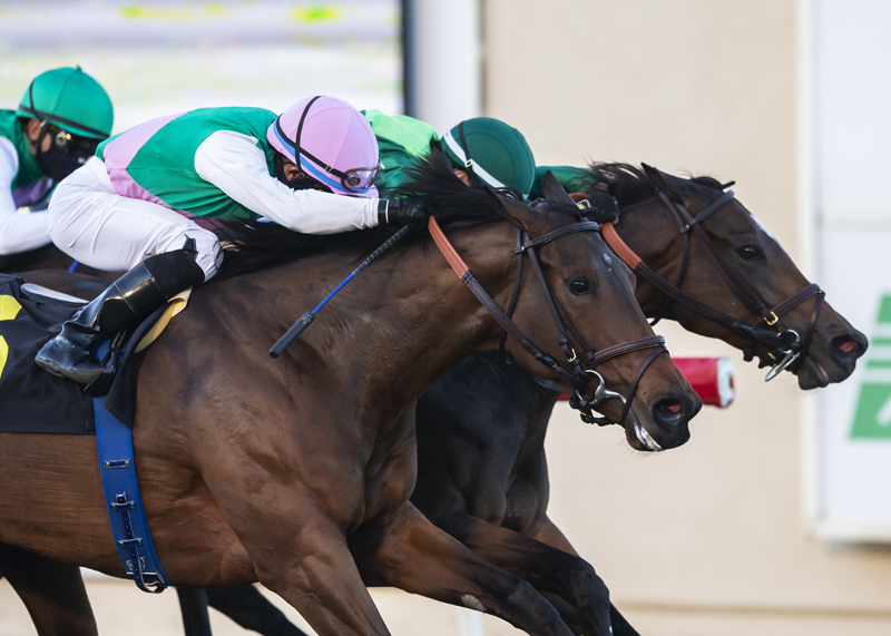 Viadera wins Matriarch 11-29-2020