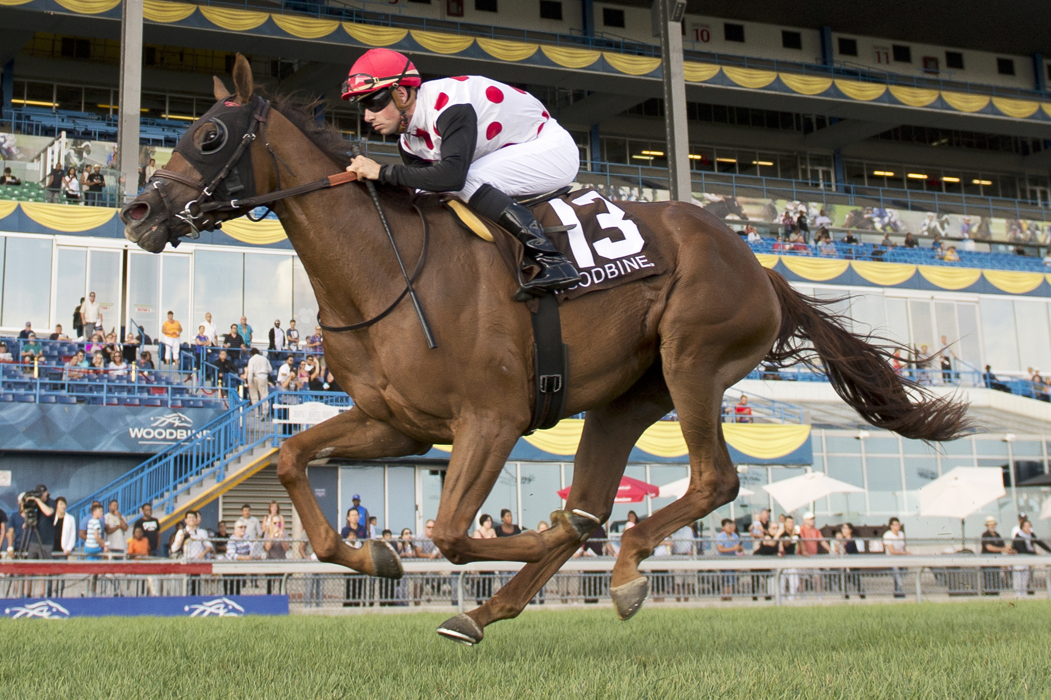Victory to Victory wins the Natalma