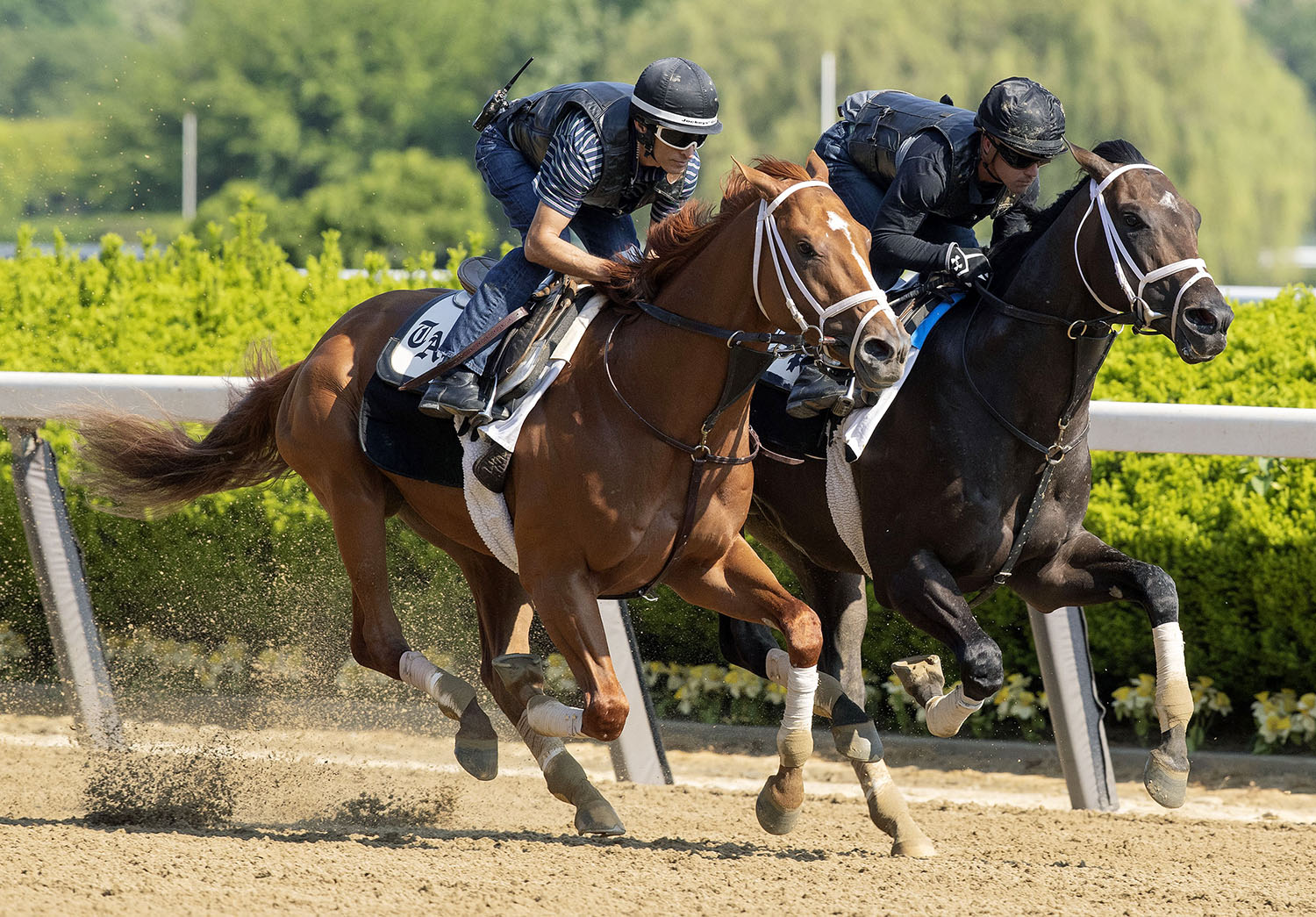 Vino Ross and Noble Indy trains at Belmont on May 25