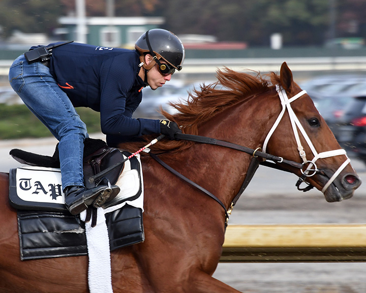 Vino Rosso trains at Belmont Park on Oct. 25