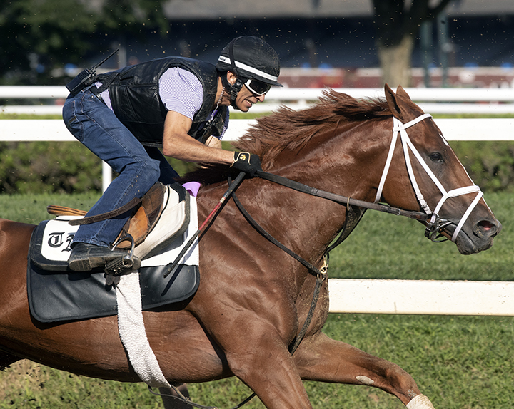 Vino Rosso trains at Saratoga Race Course on Aug. 23