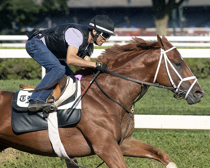 Vino Rosso trains at Saratoga Race Course on Aug. 23