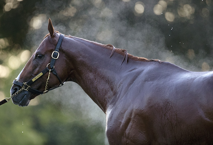 Vino Rosso at Saratoga Race Course on Aug. 29