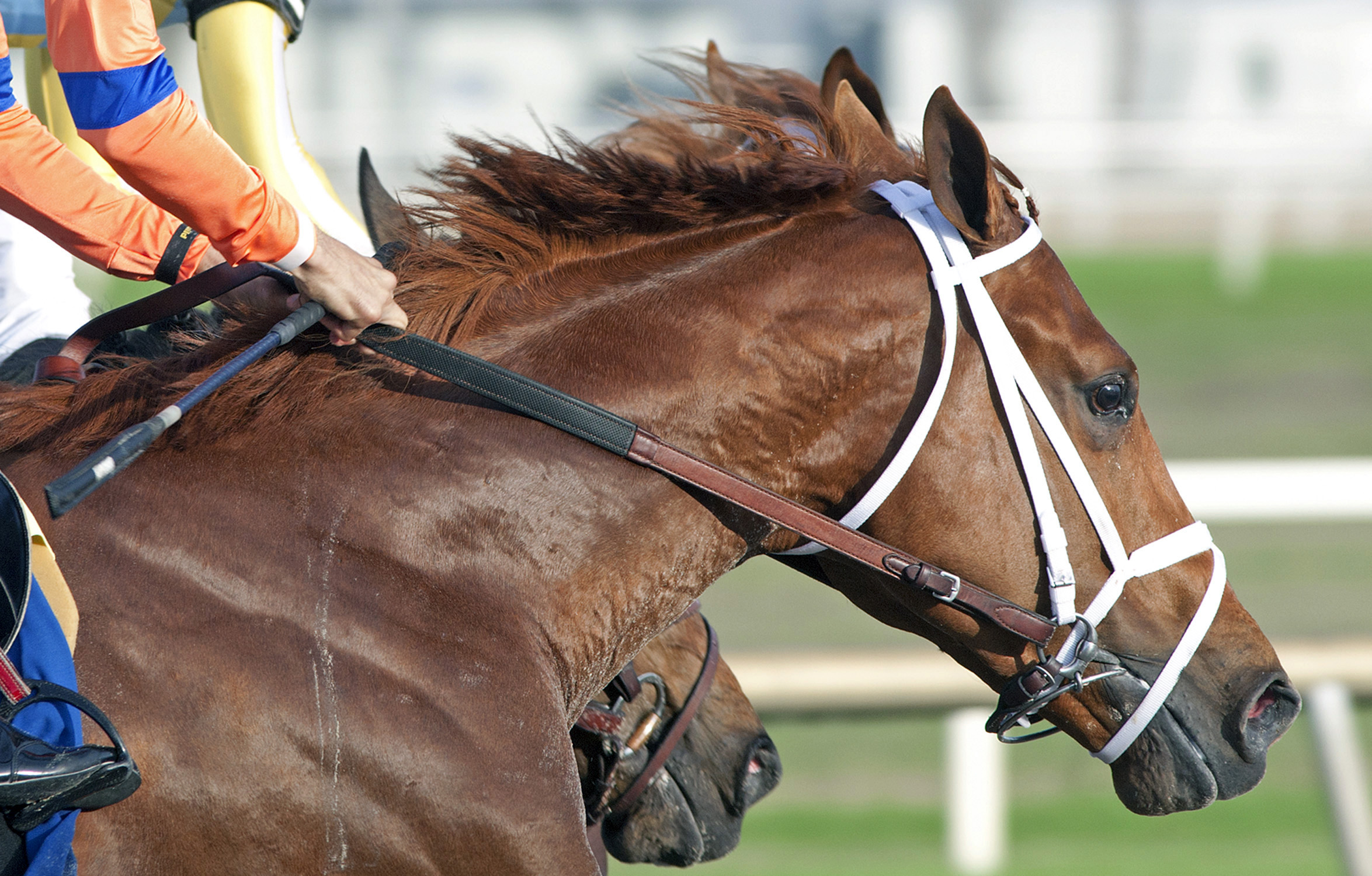 Vino Rosso finishes third in the Sam F. Davis